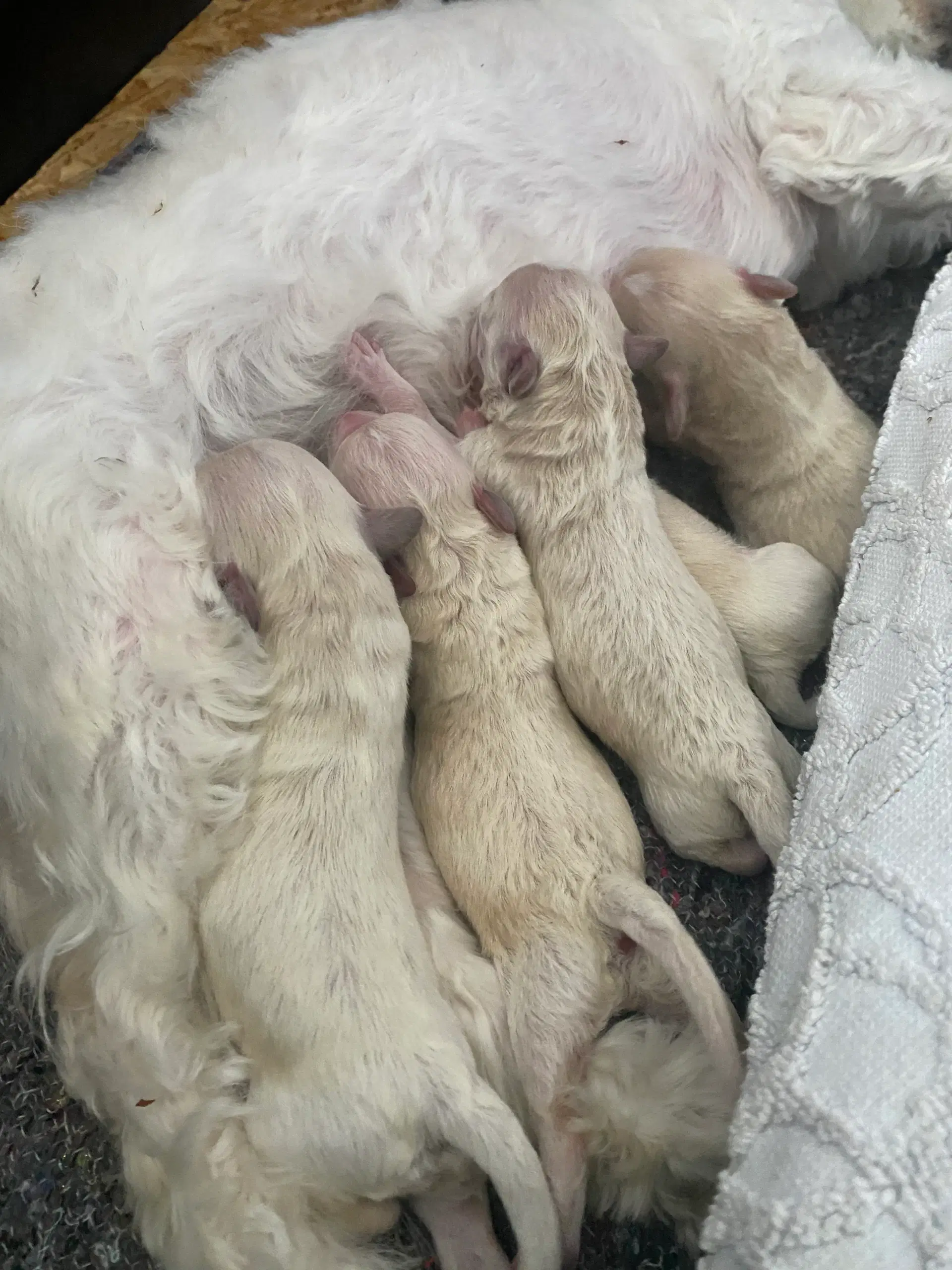 maltipoo (lys abrikos farvet) Rejseklar uge 28