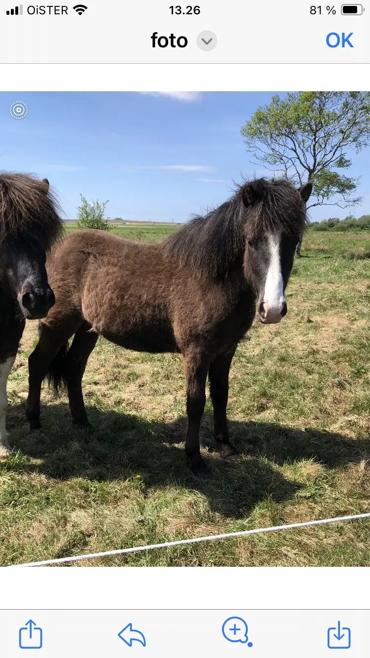 Ponyhingst 1 år