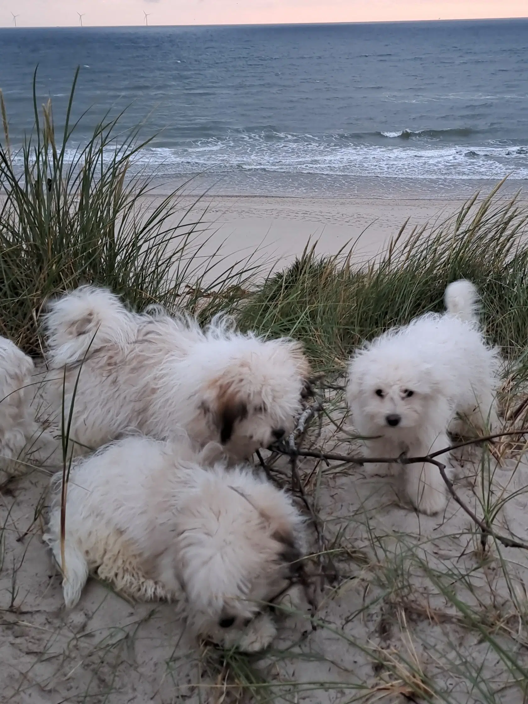 Livsglade coton de tulear hvalpe søger nye hjem