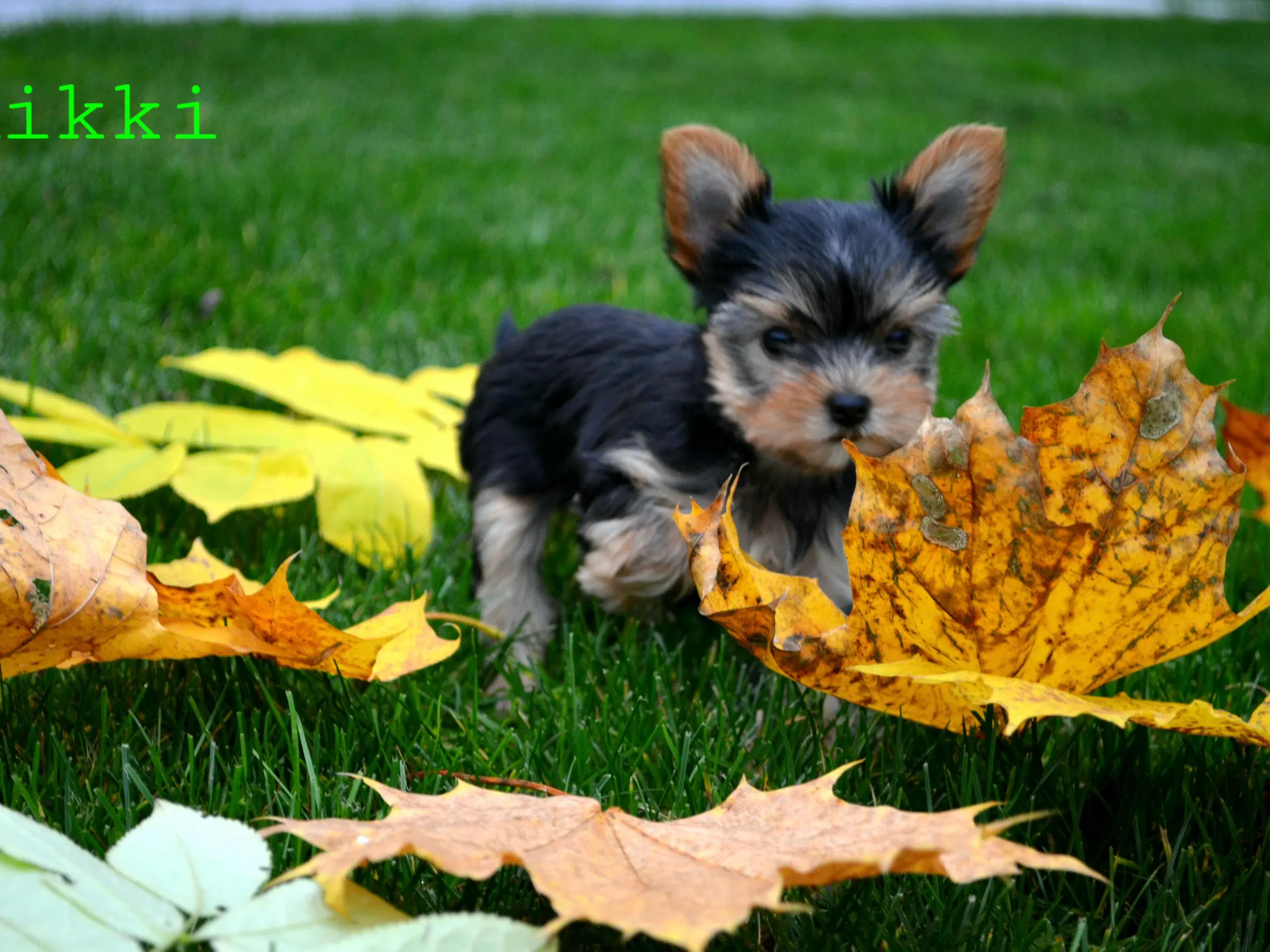 Skønne Yorkshire Terrier hvalpe til salg!