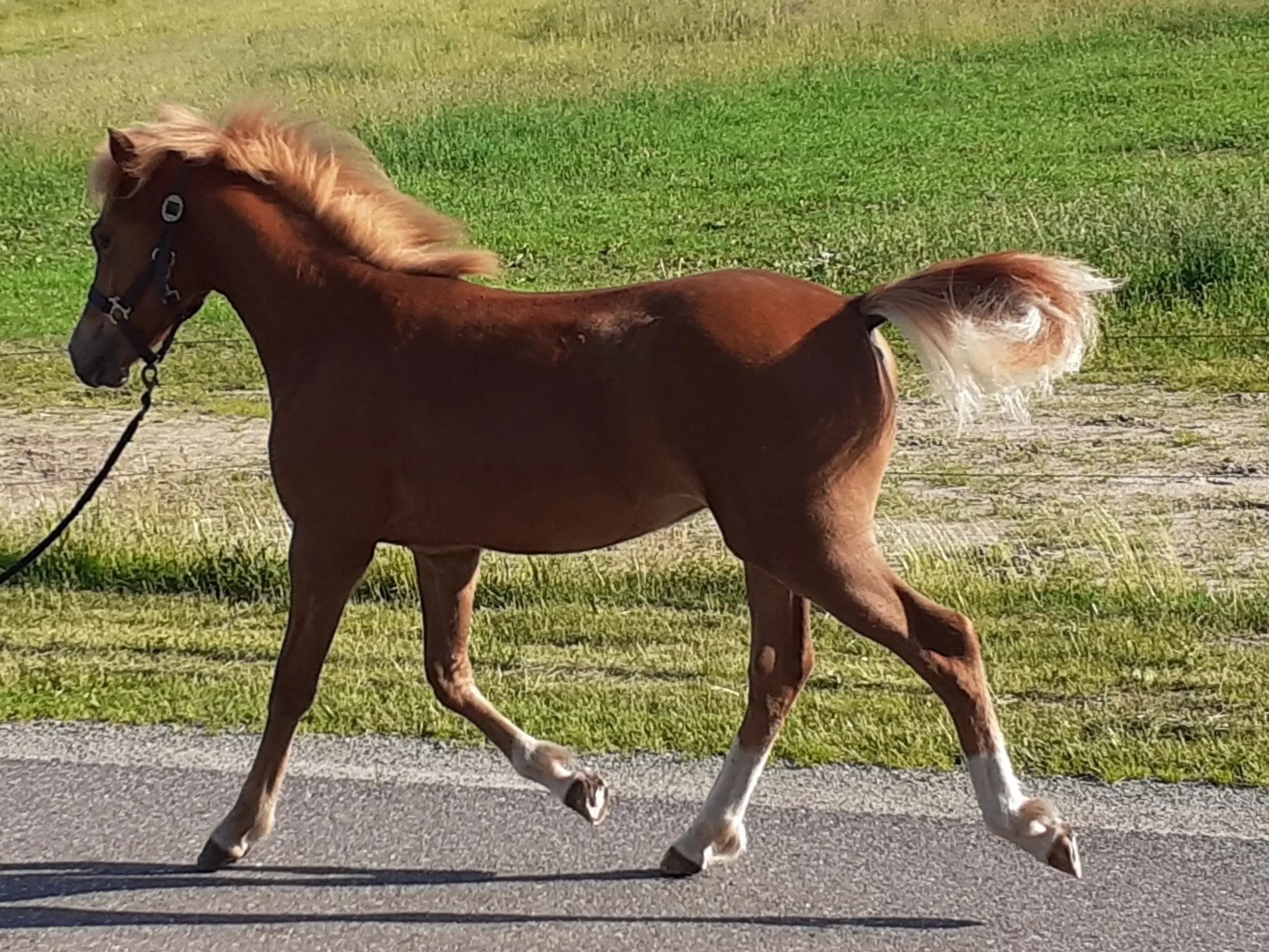 Pony ,Pinto /araber hingst plag