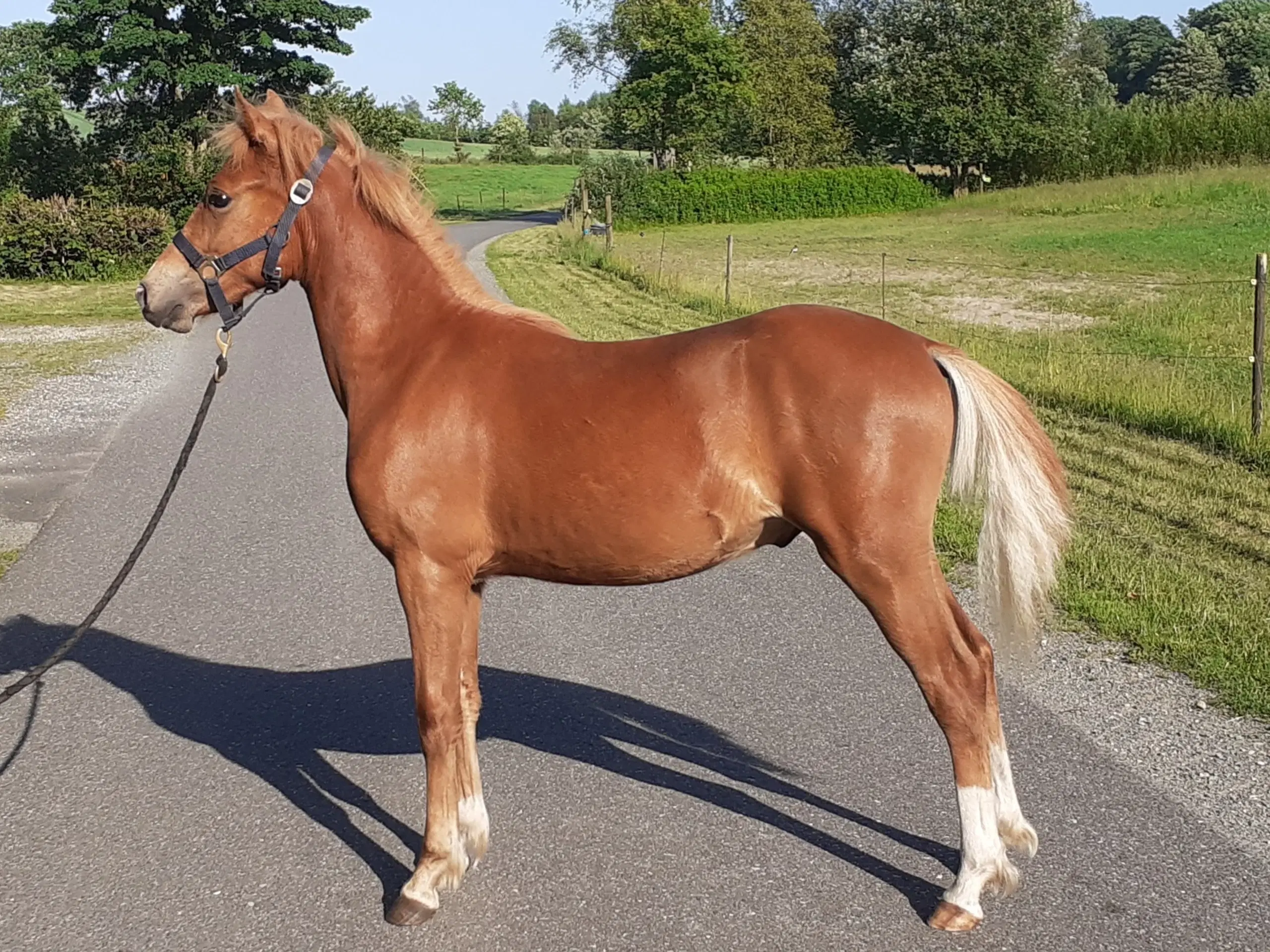 Pony ,Pinto /araber hingst plag