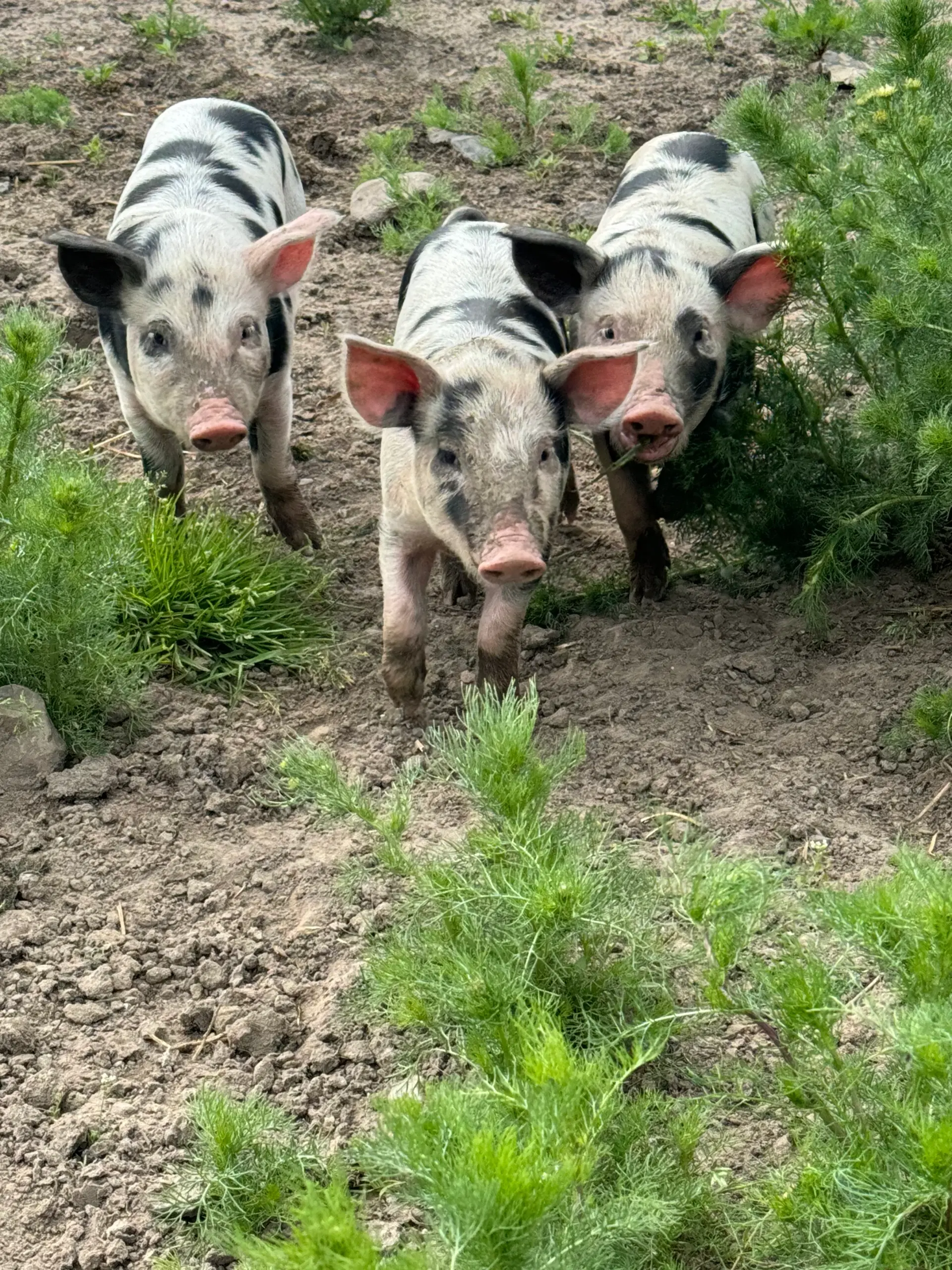 Smågrise gammel dansk landrace