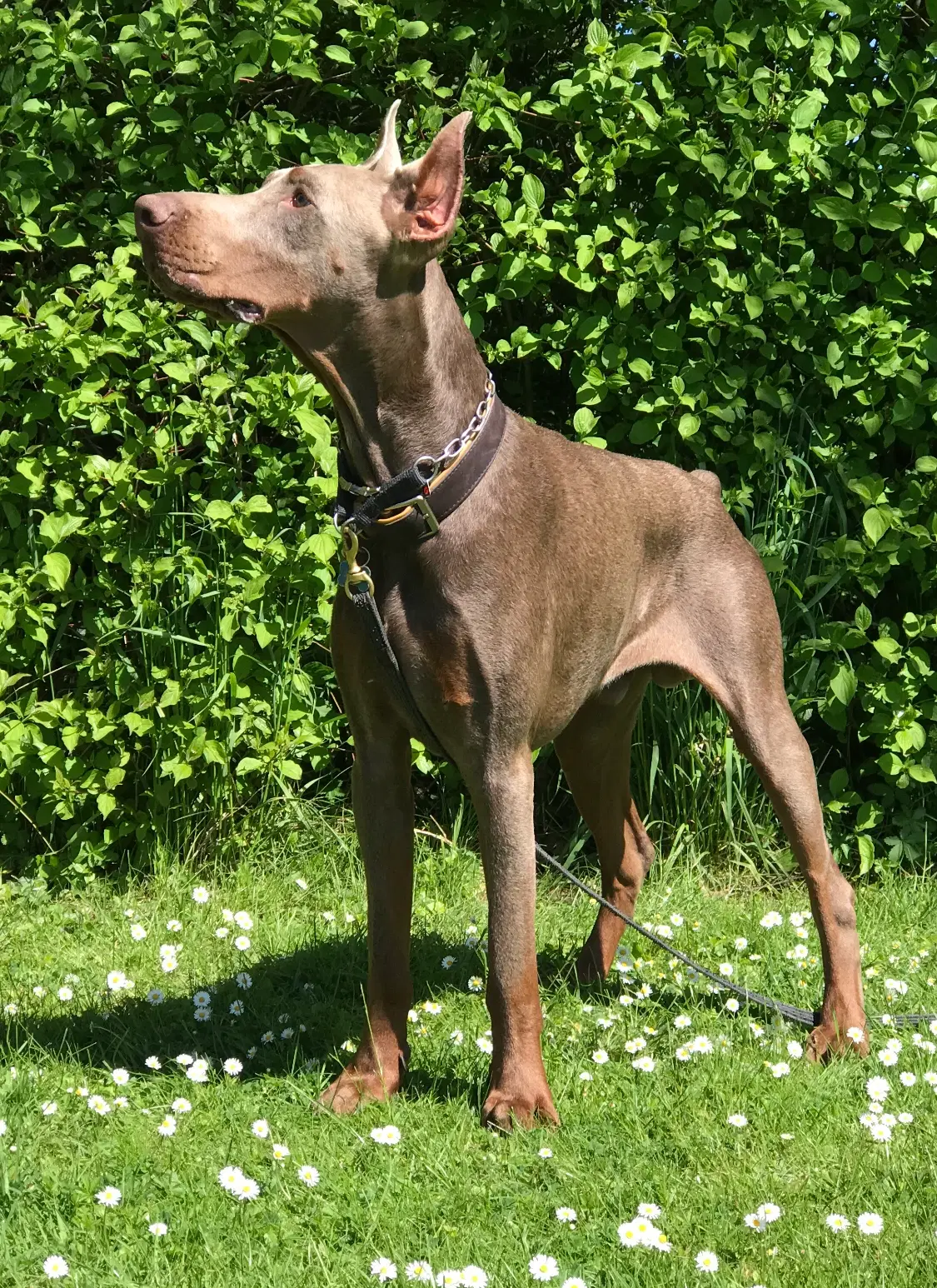 Dobermann hanhund