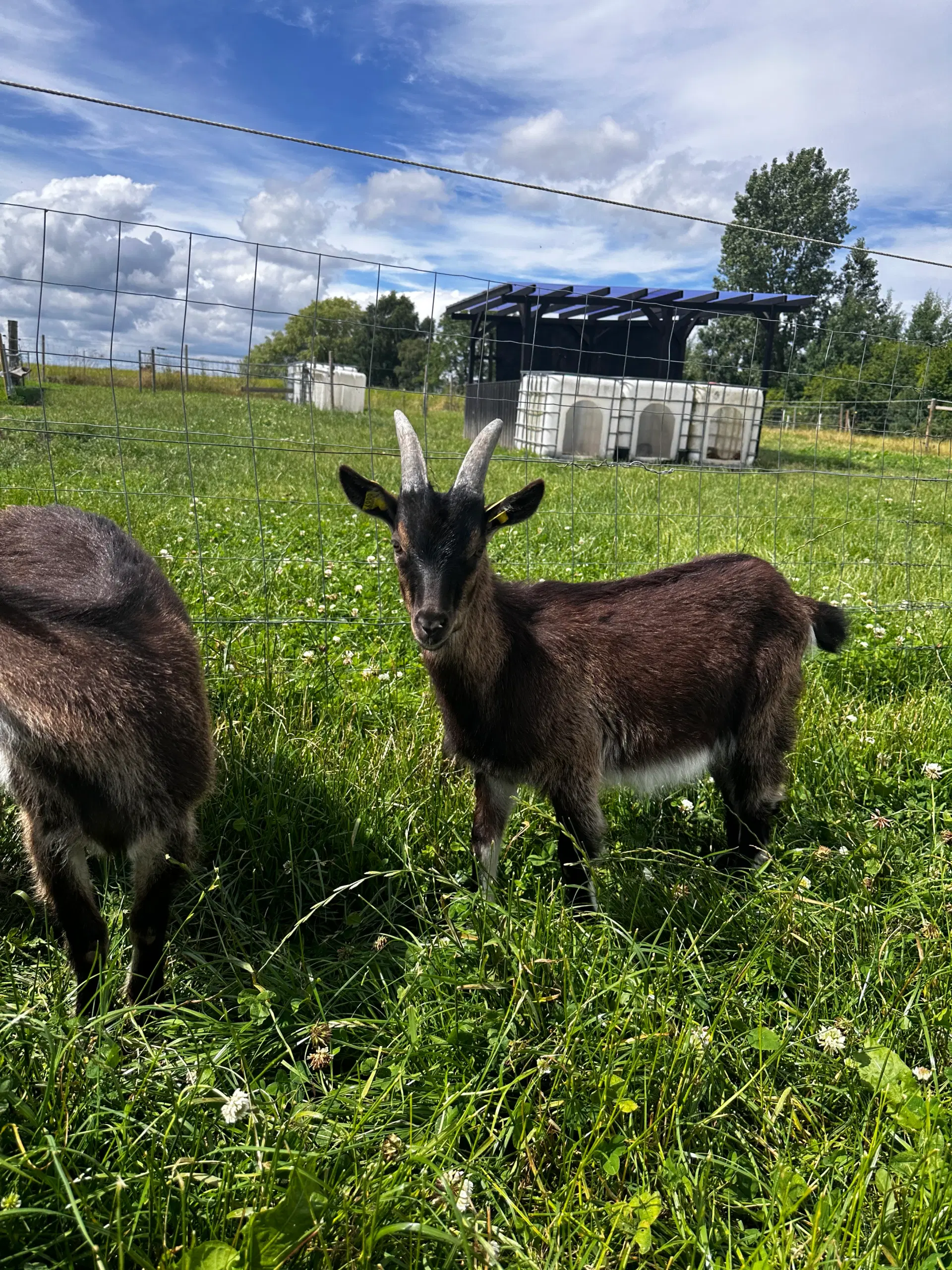 Dansk landrace buk