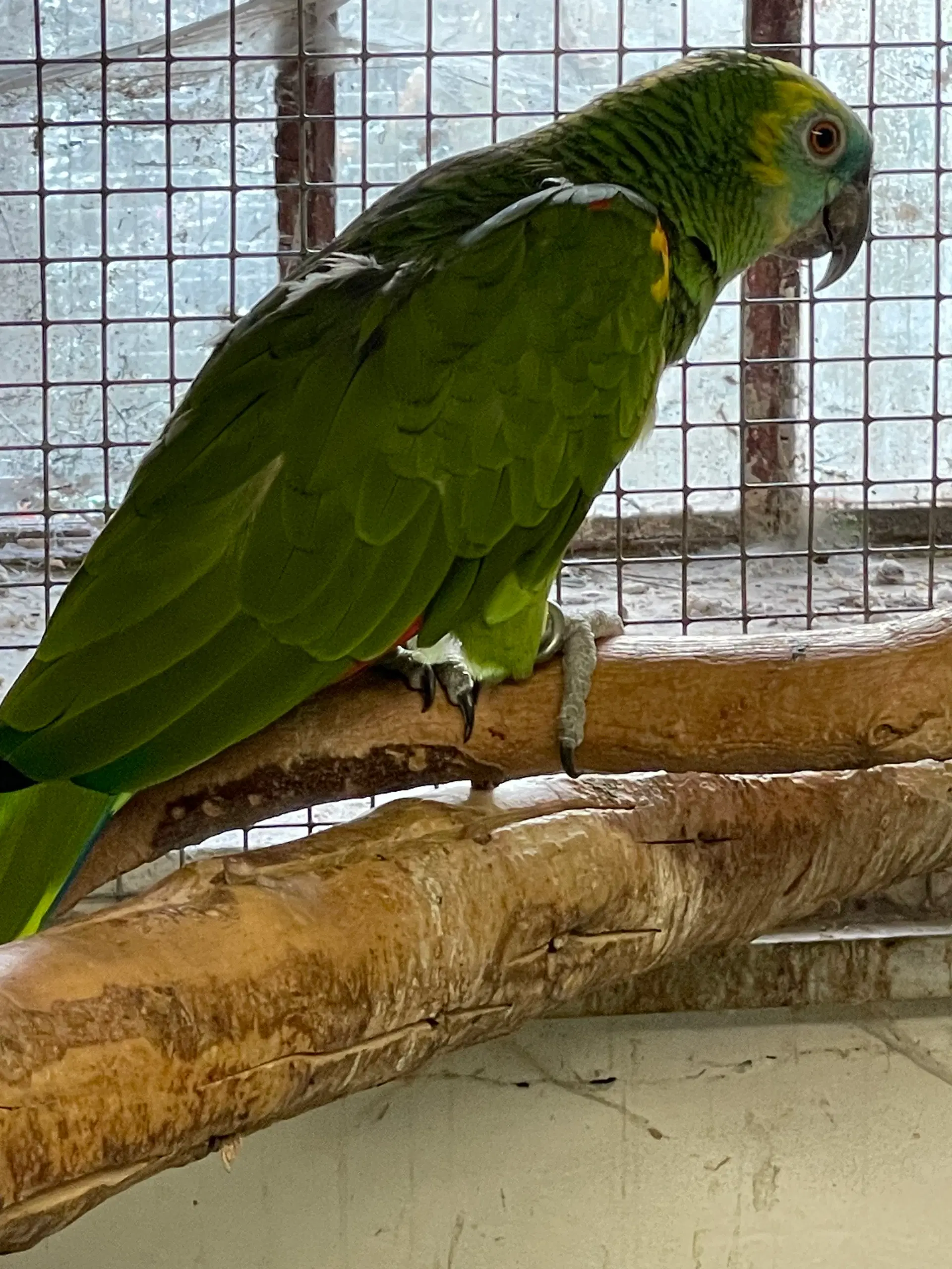 Blåpandet amazone papegøje han byttes med hun