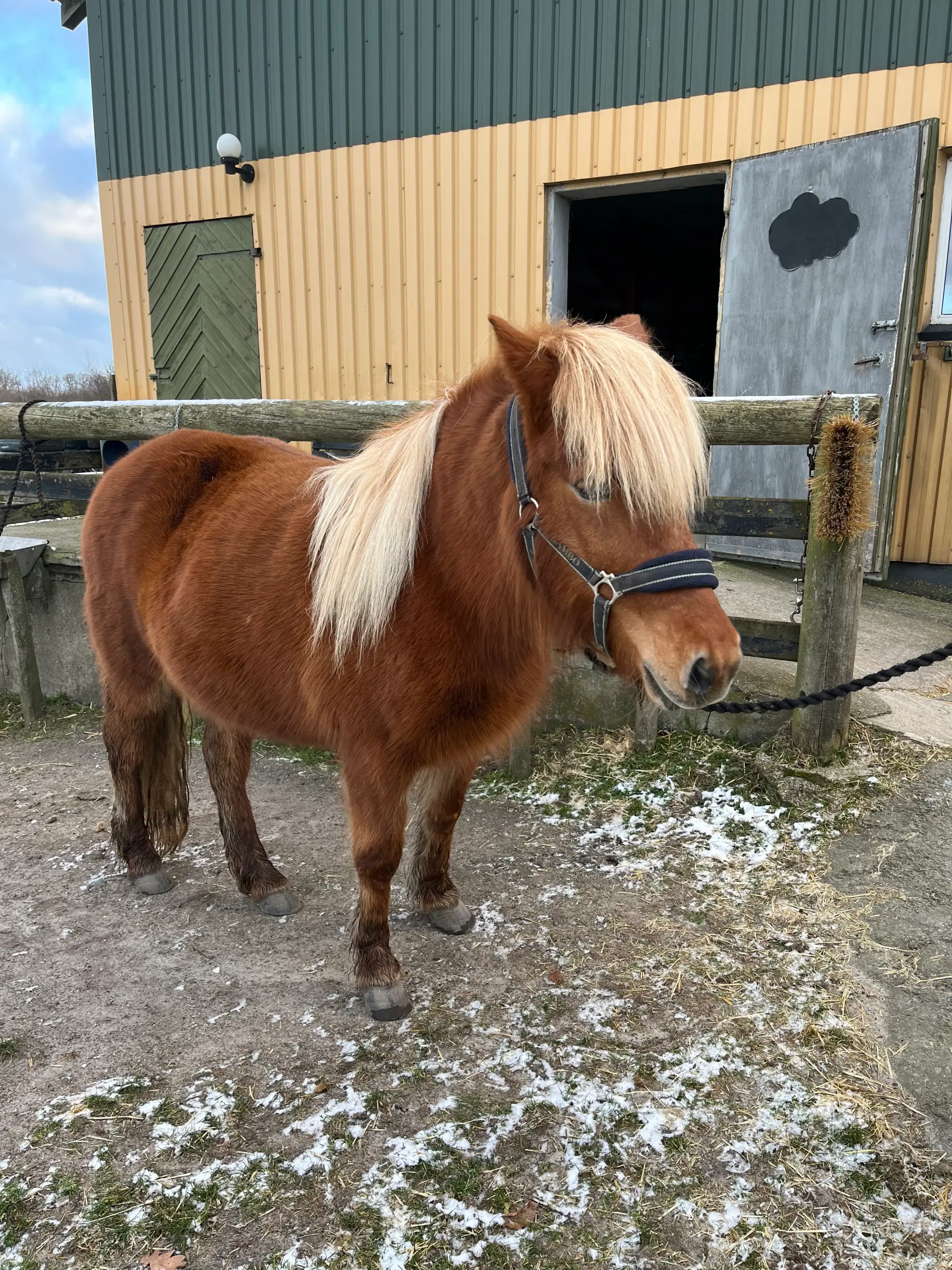 Islandske heste reserveret
