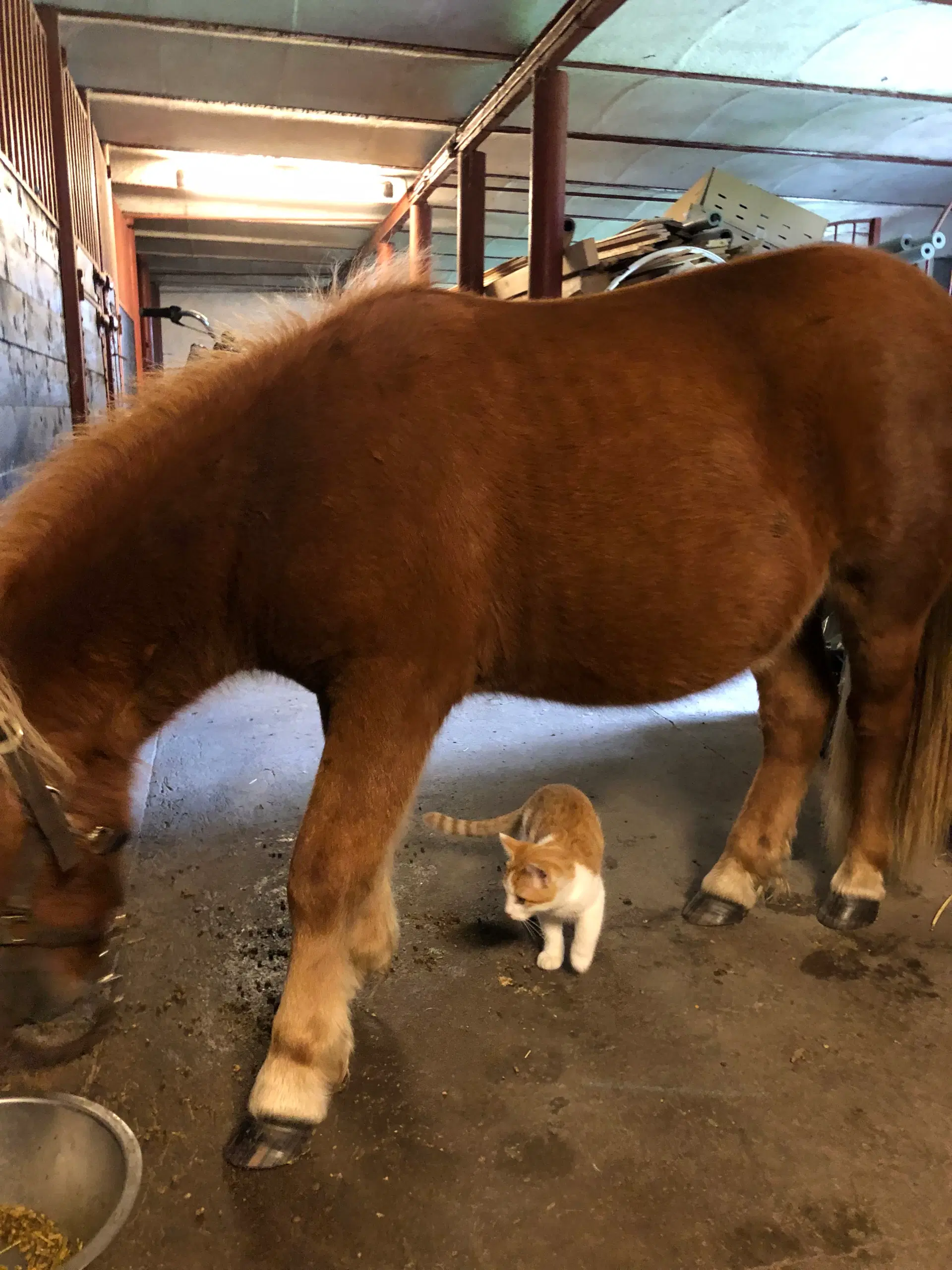 2 skønne shetlandshingste sælges