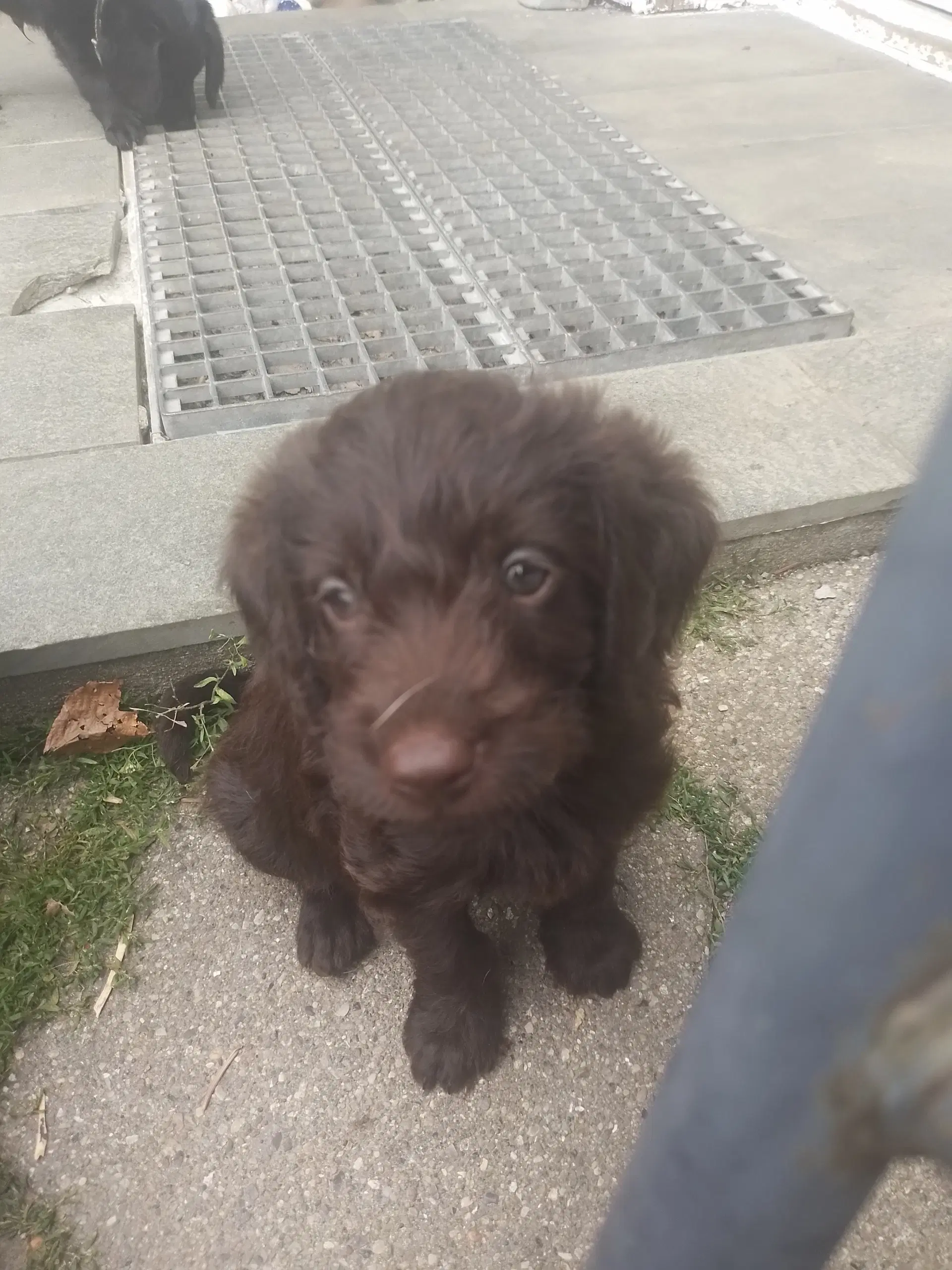 Labradoodle hvalpe