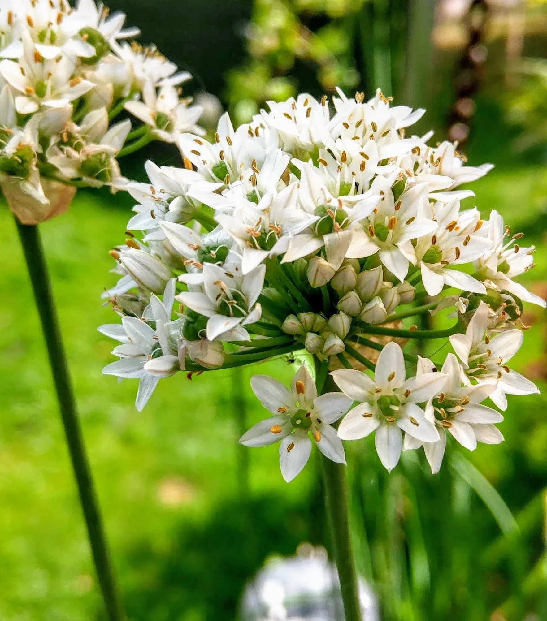 PAS PÅ NATUREN med smukke blomster -så nu!