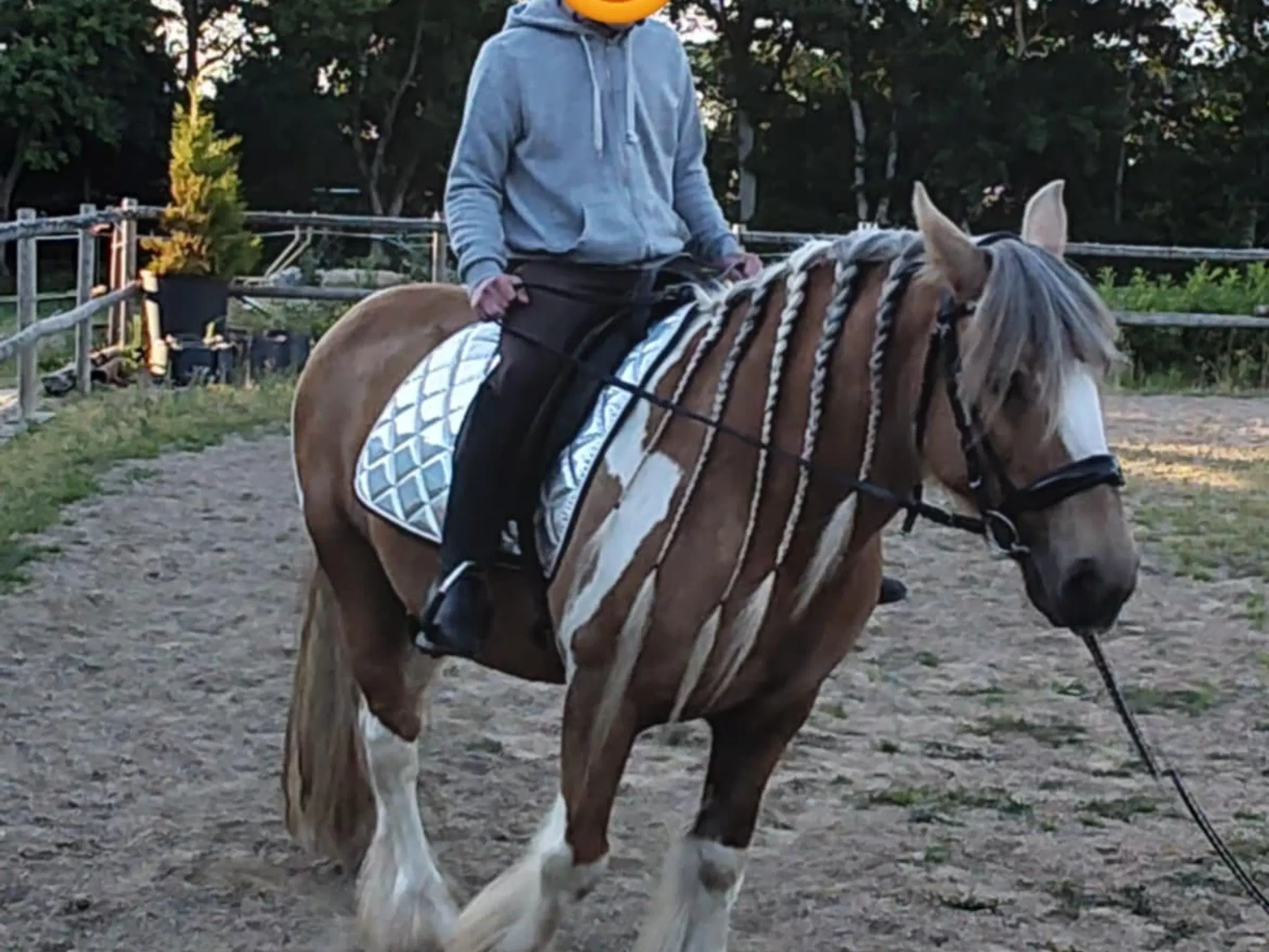 Tinker/Irish cob