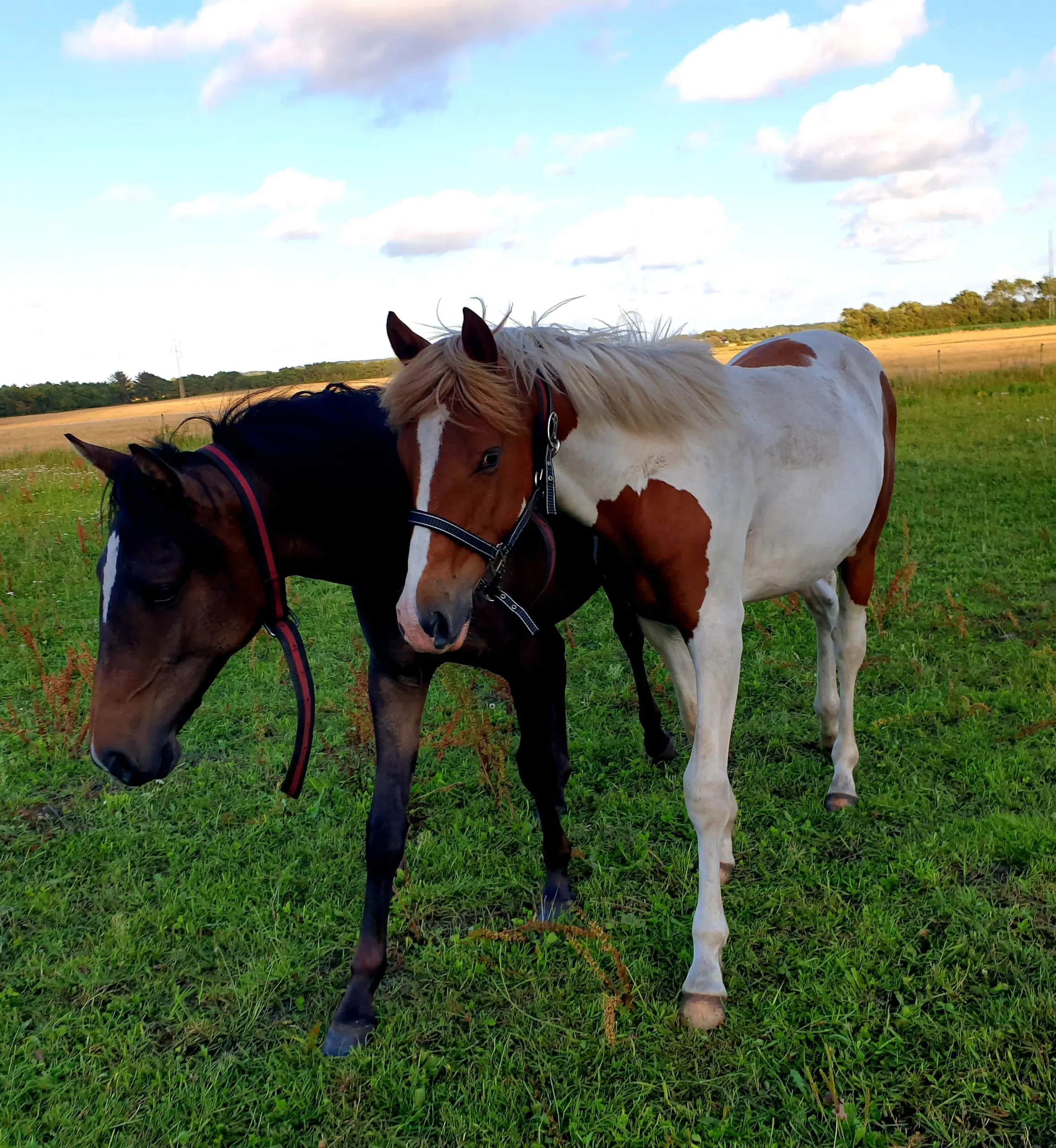 Pinto Hingst 1 år