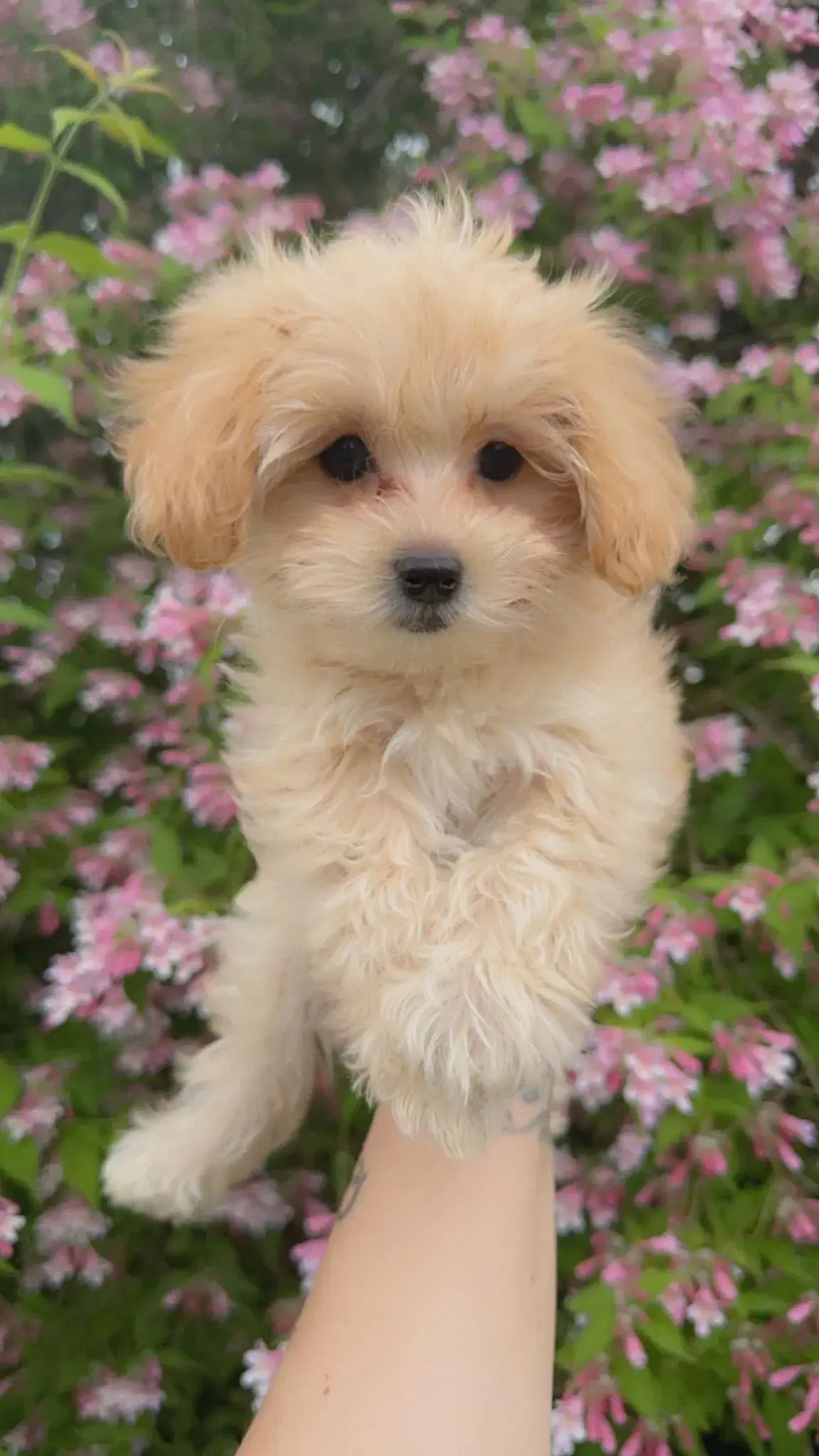 Maltipoo