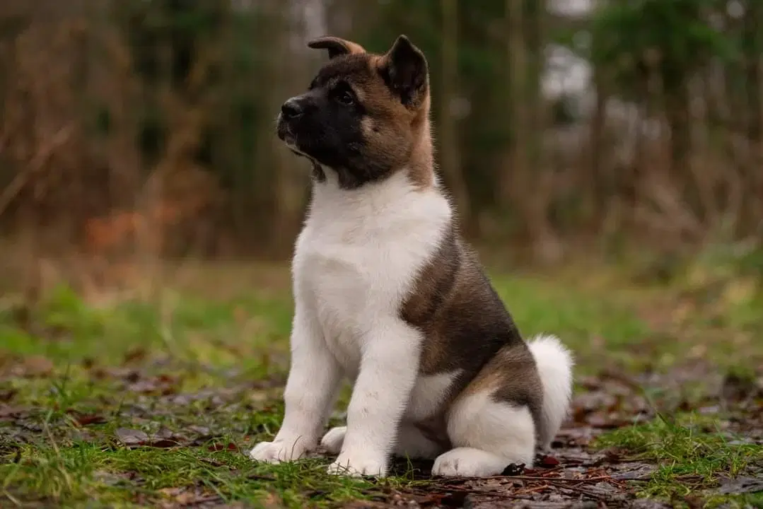 American Akita hvalpe med DKK stambog