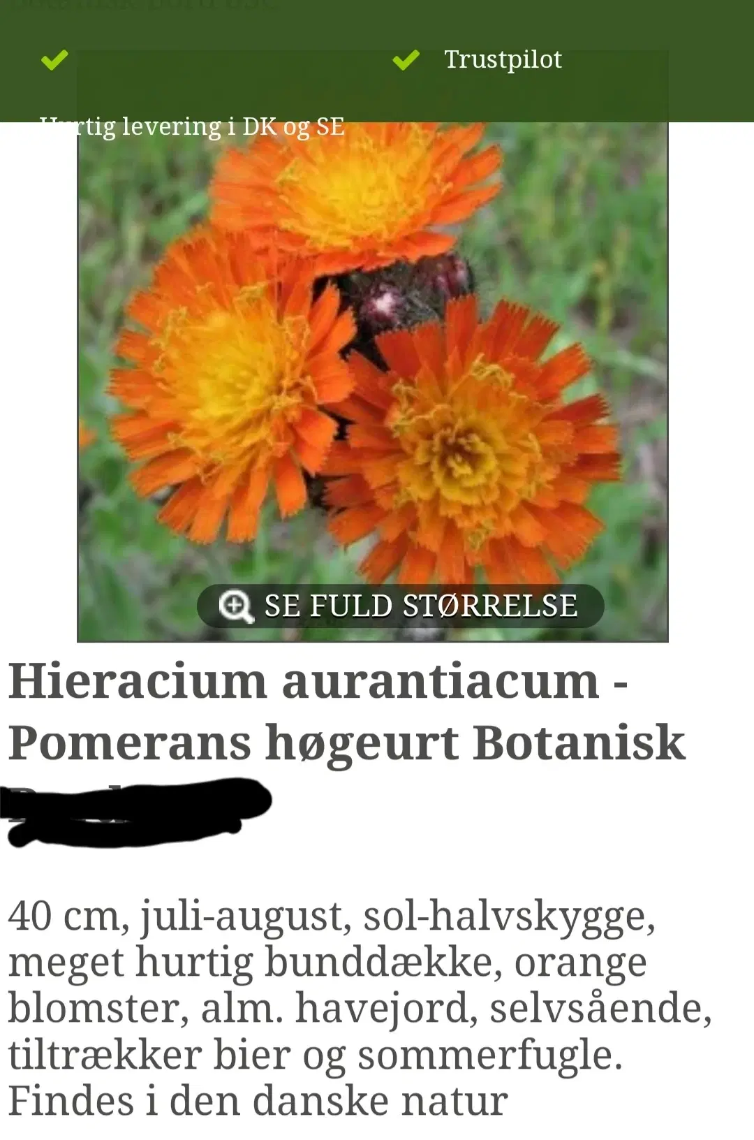 Pomerans høgeurt