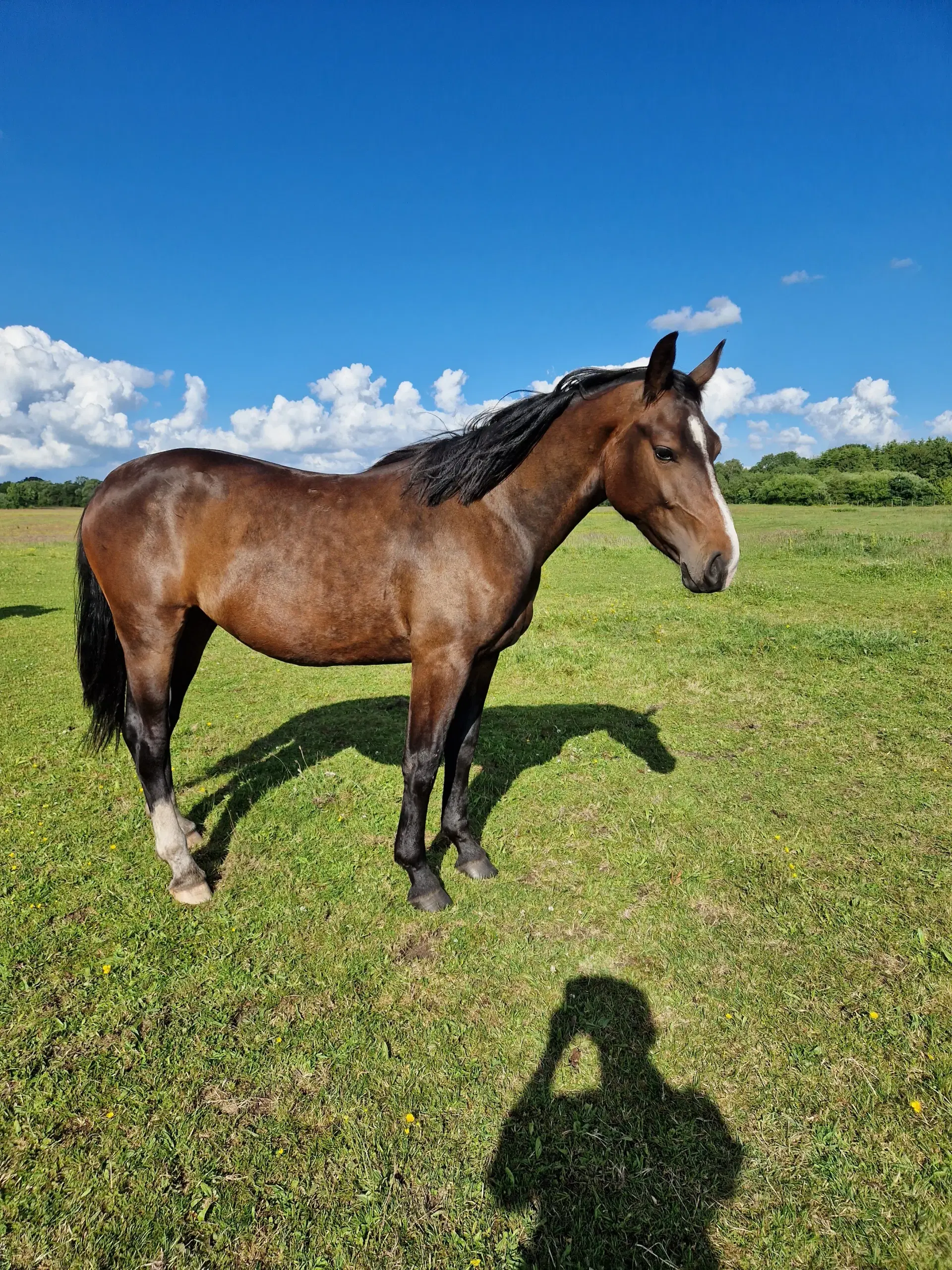 Oldenborg Hoppe efter Canton Anholm