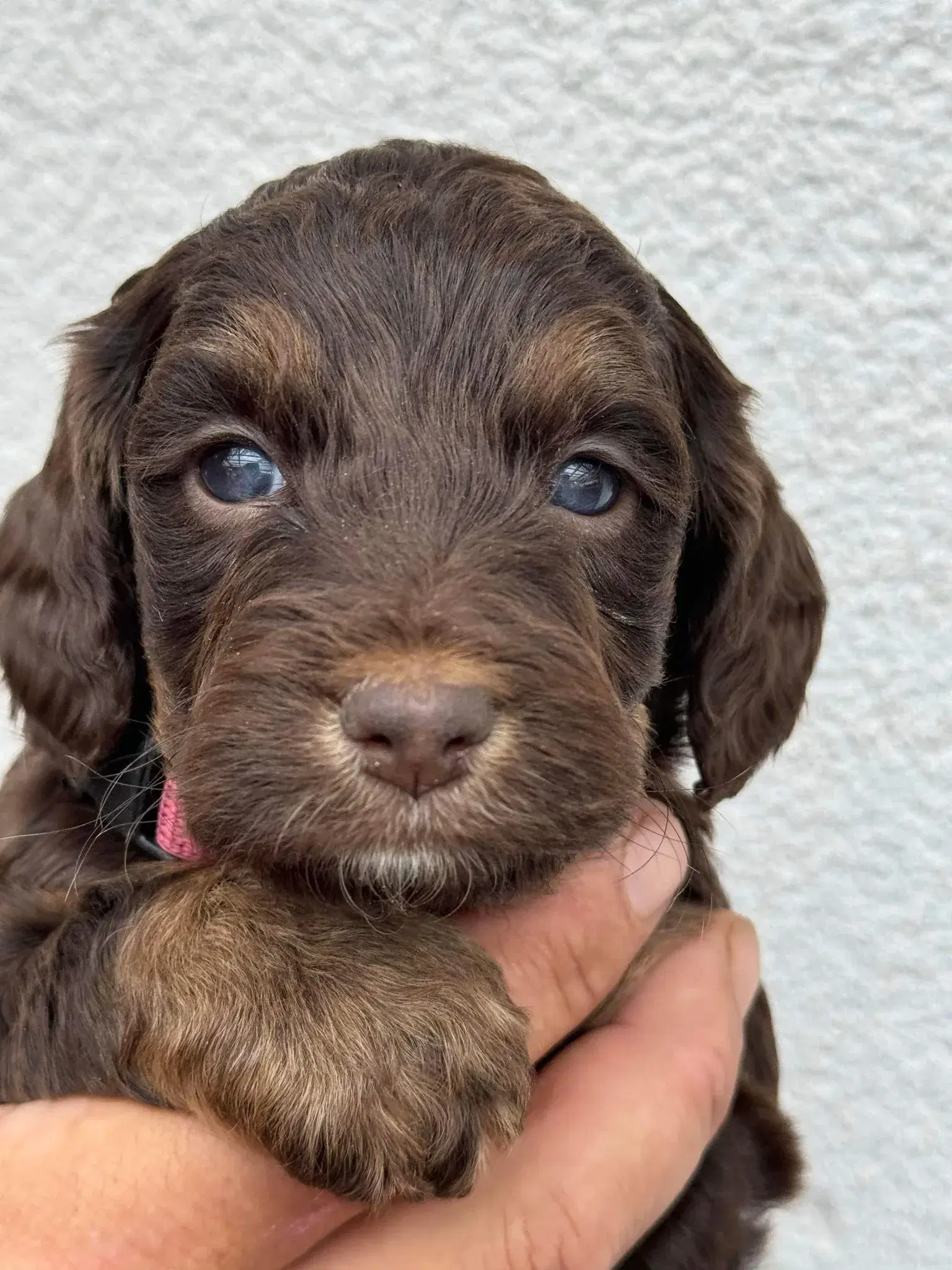 Skønne cockapoo i uge 30