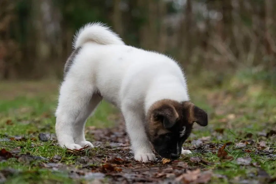 American Akita hvalpe med DKK stambog