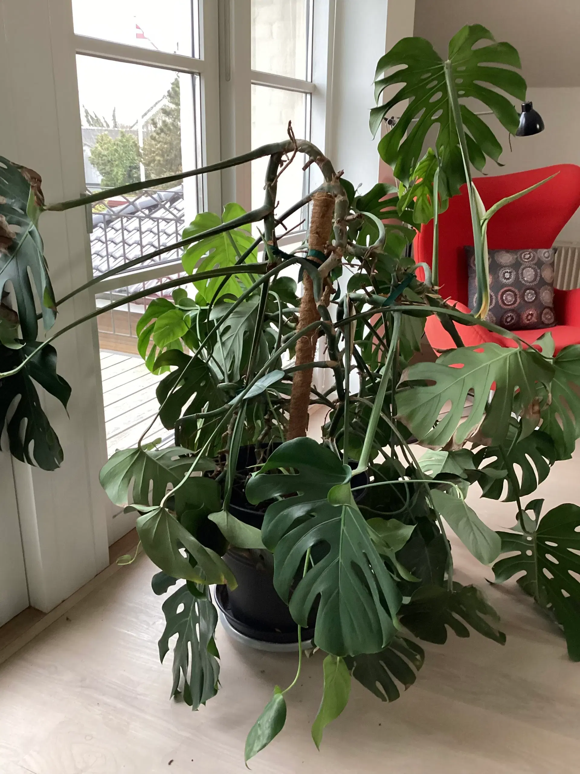 Monstera 150 cm