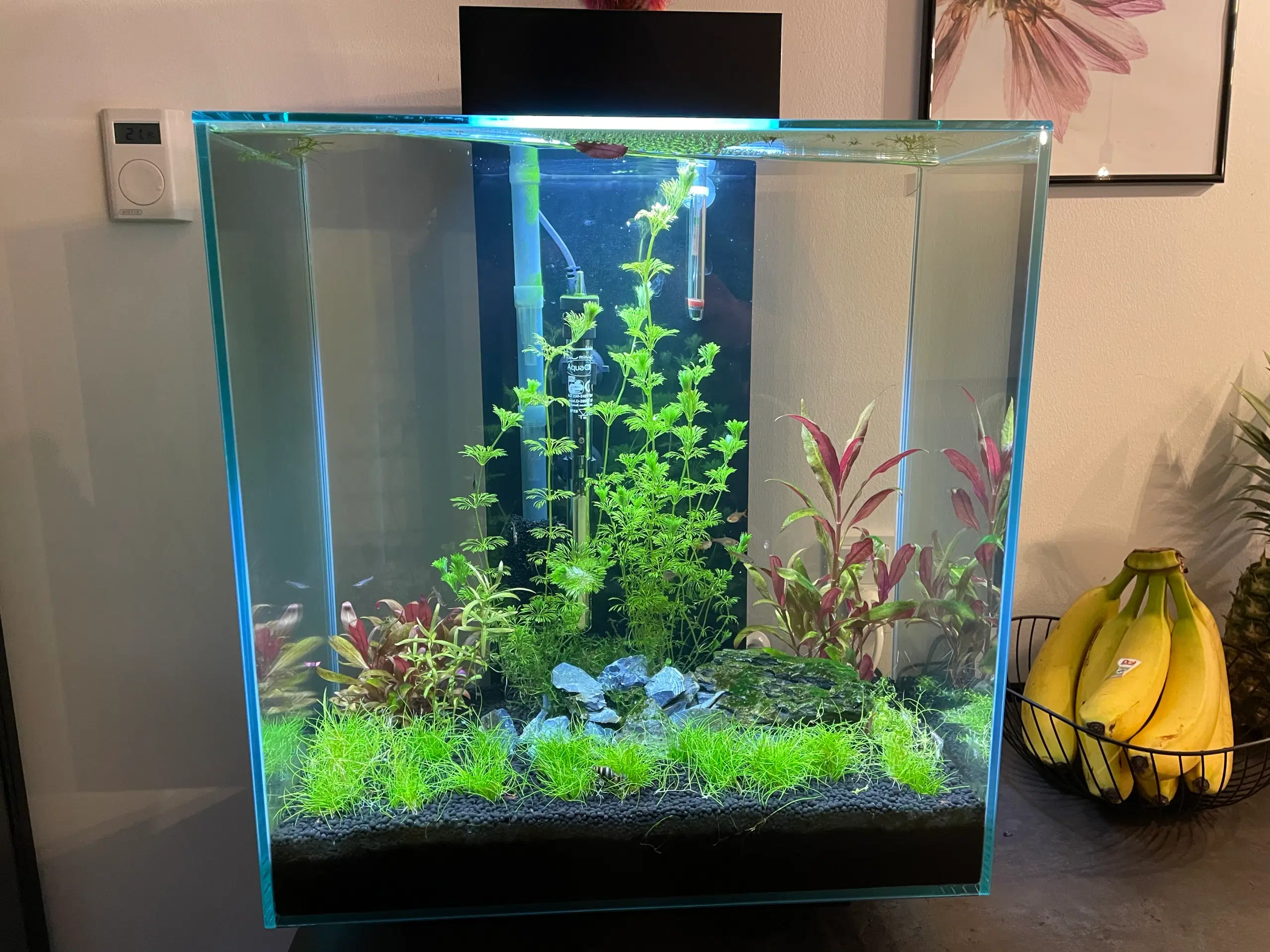 Fluval Edge akvarie 46 L