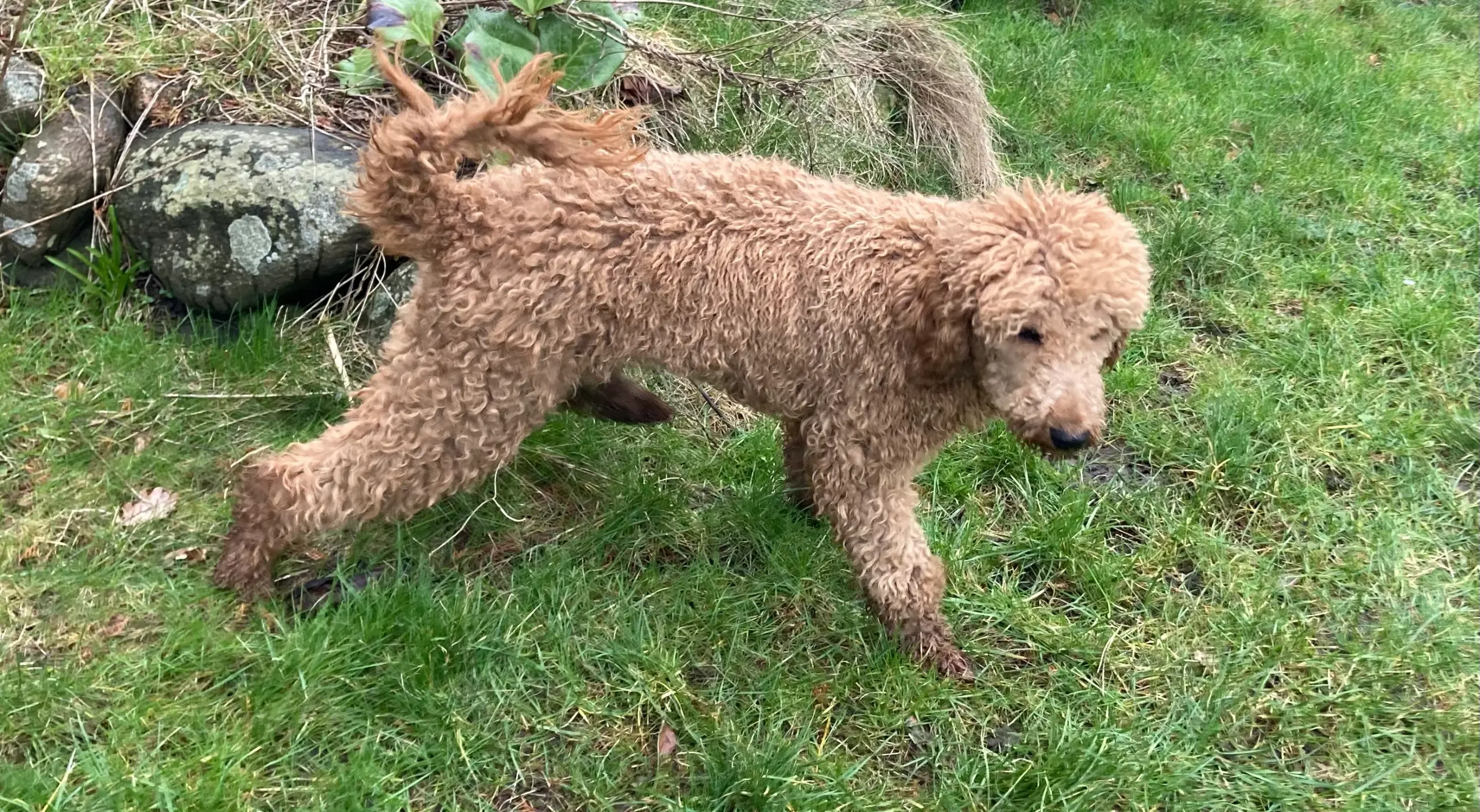 Goldendoodle hvalpe