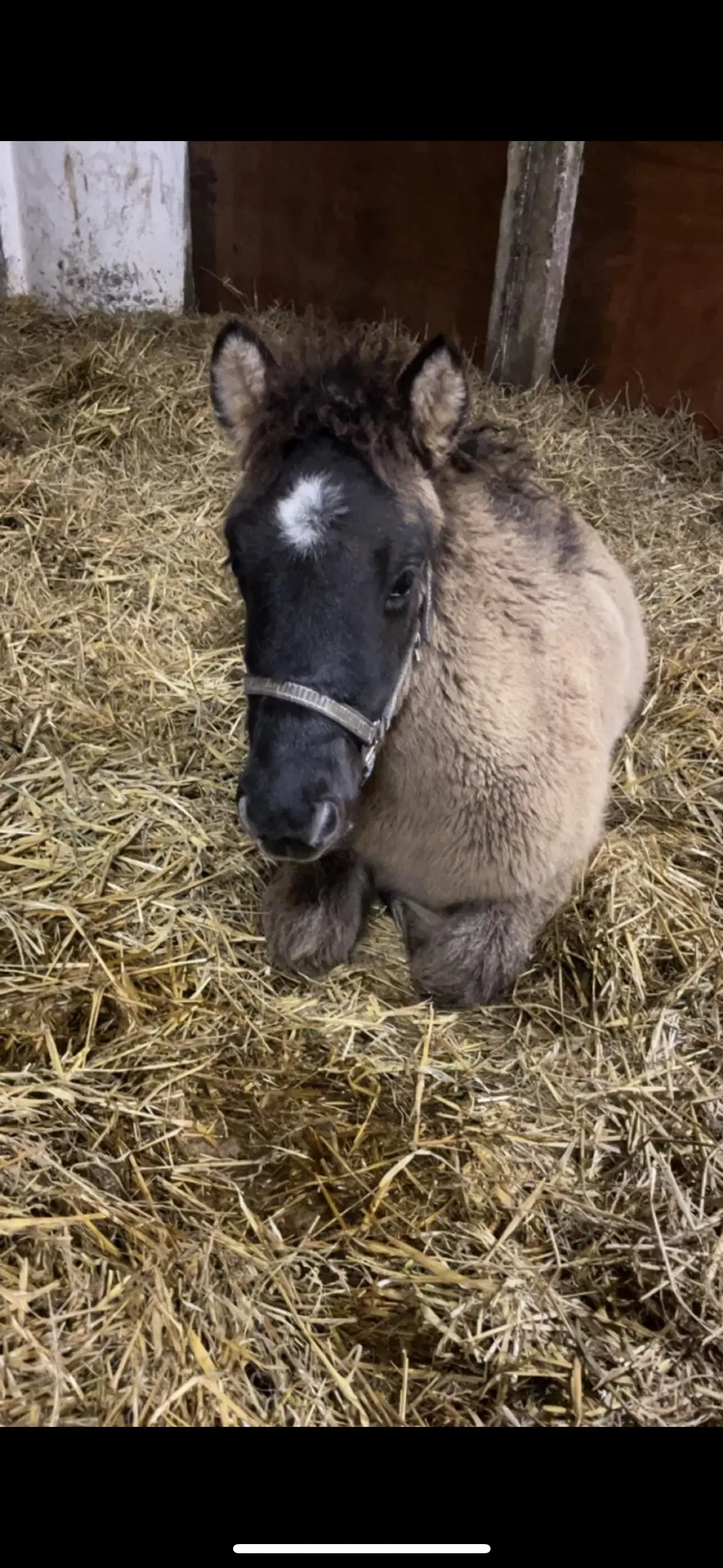 Snart 1 årig islænder hingst