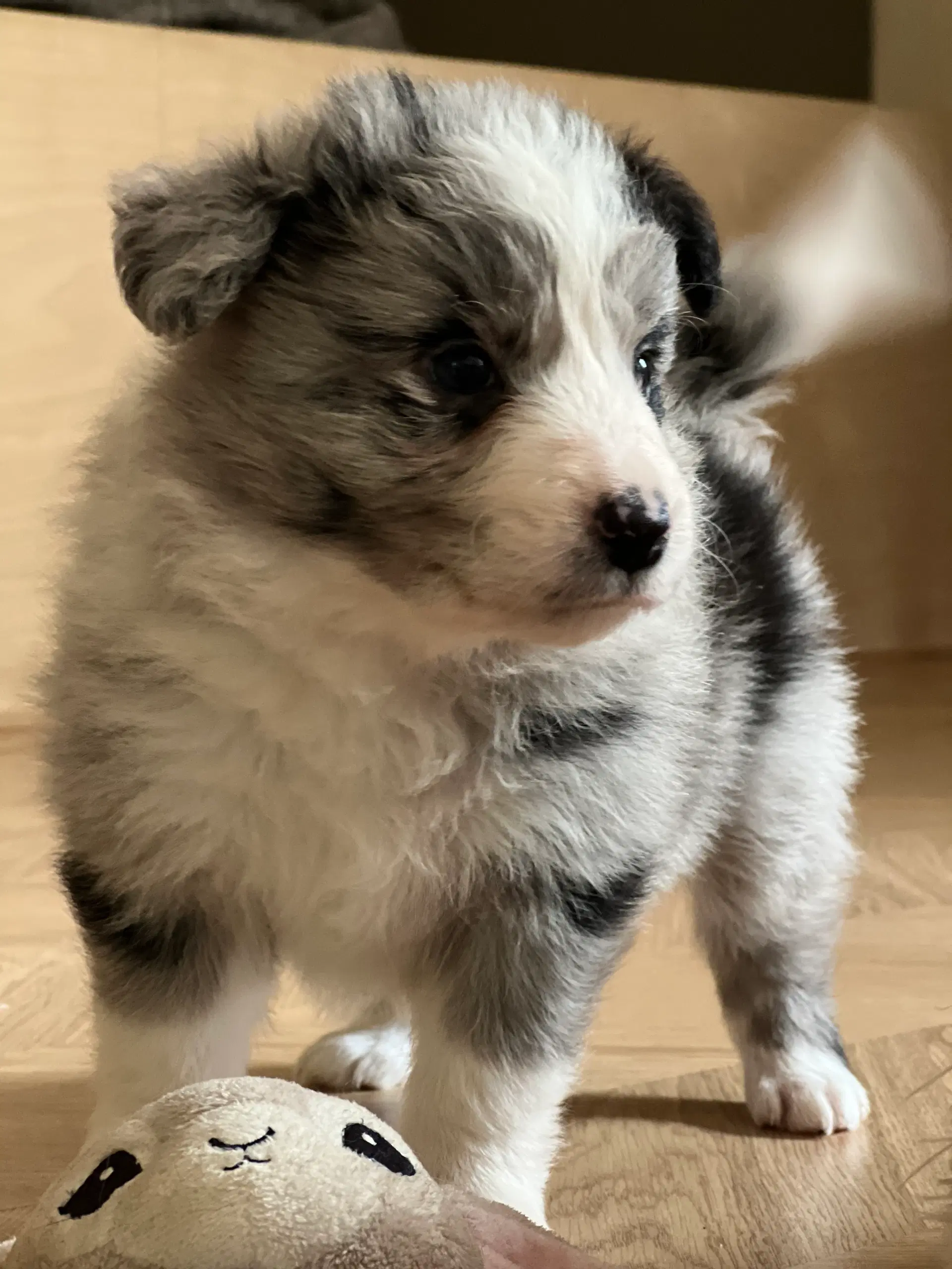 Border collie hvalpe velegnet som familiehund