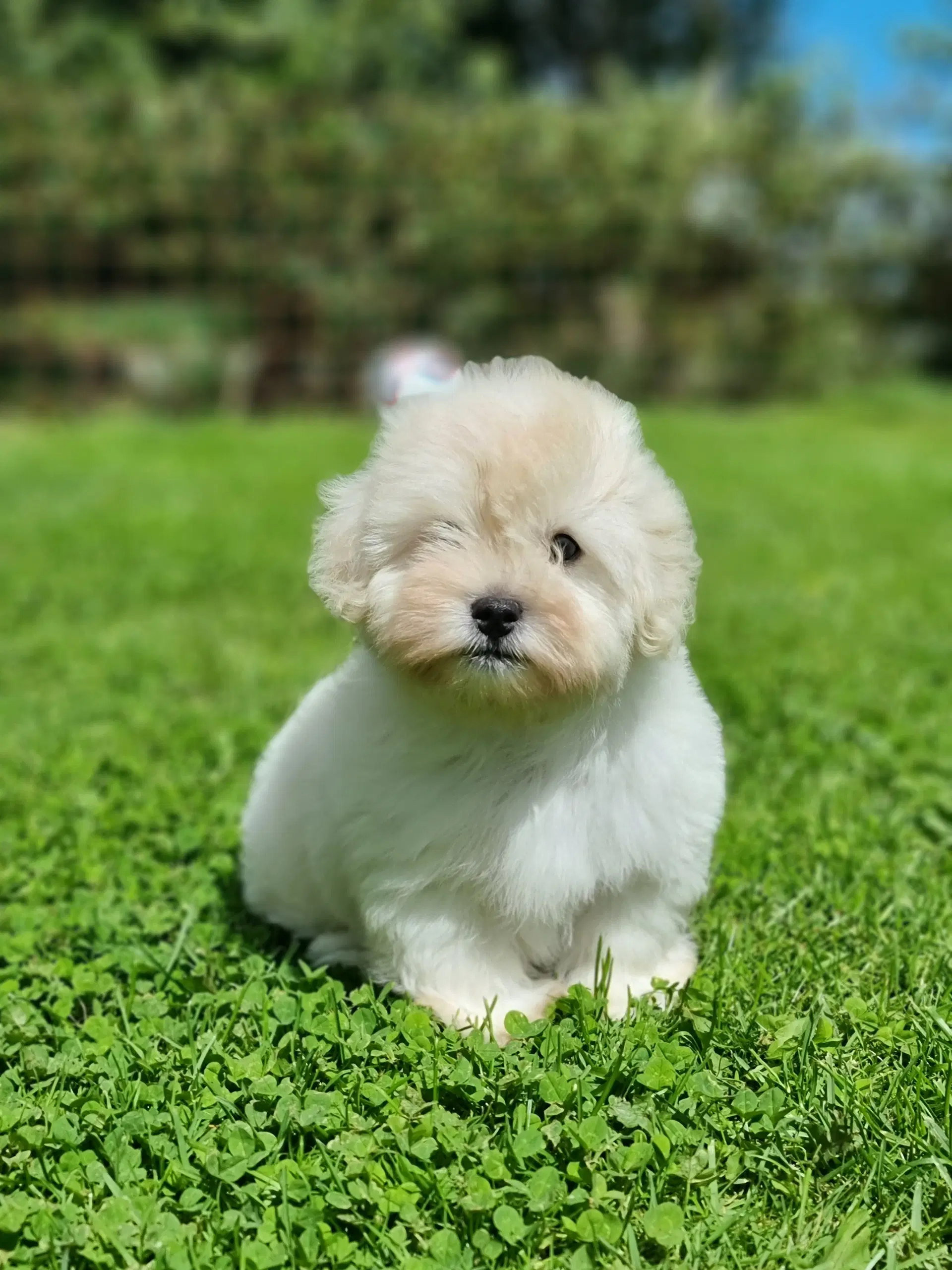 Coton de tulear