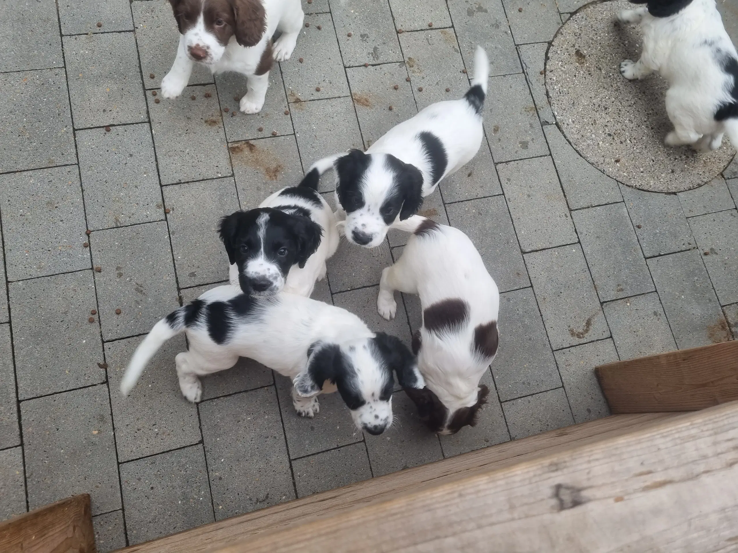 Engelsk springer spaniel