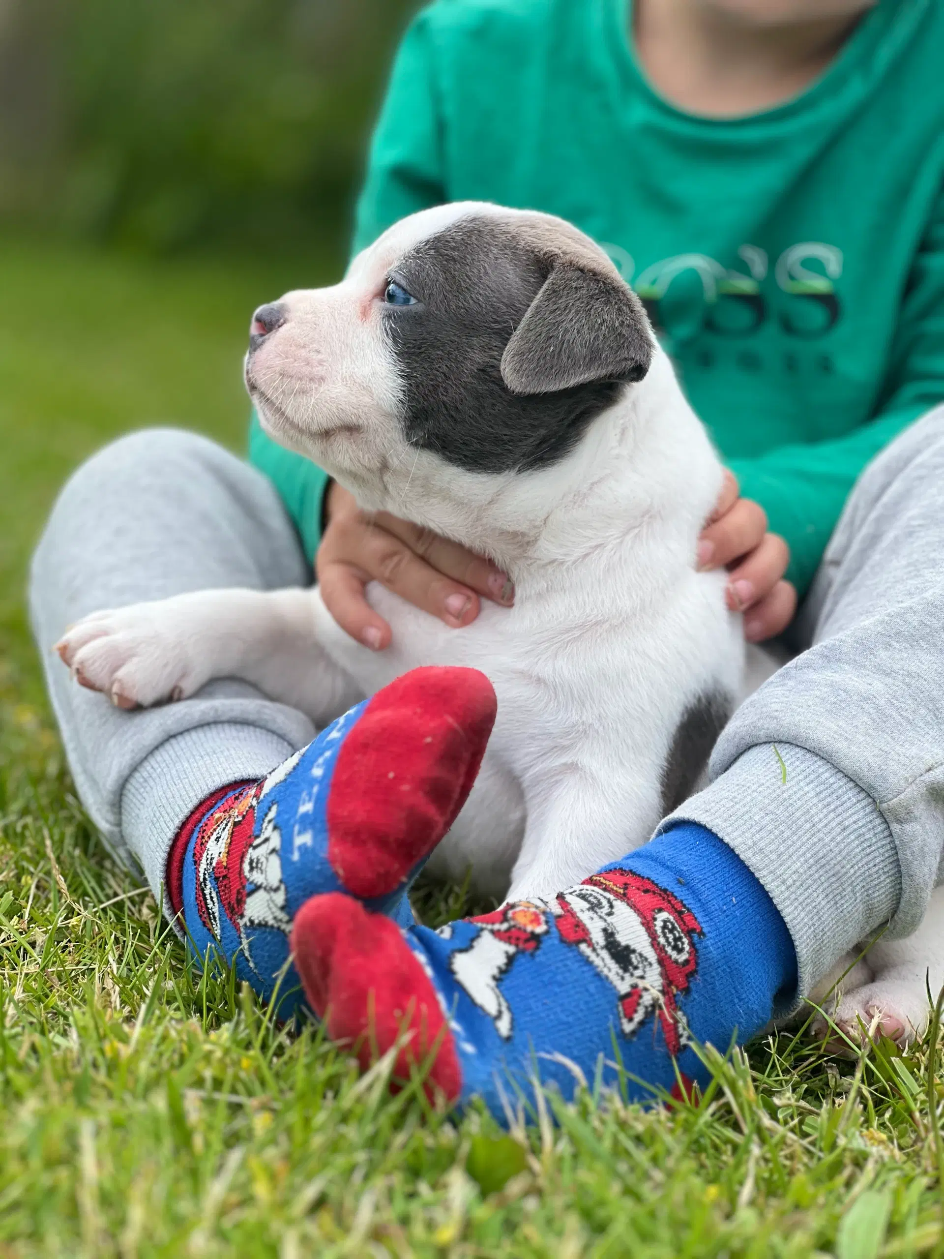 American bully pocket Hanhvalpe