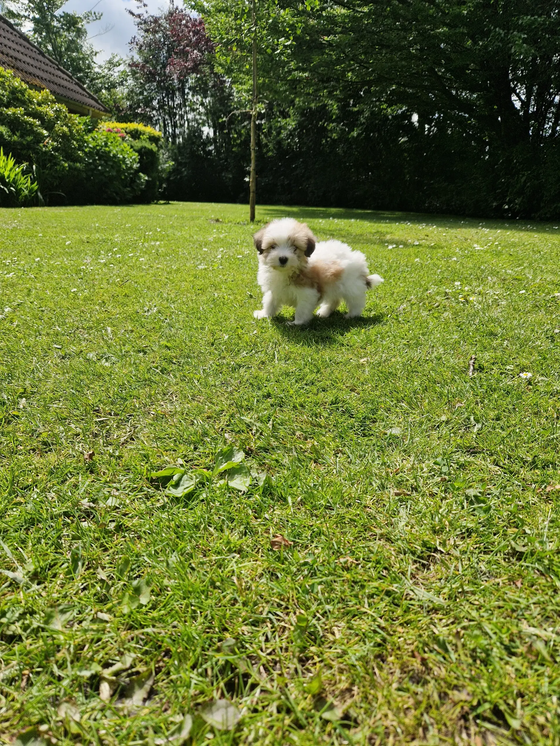 Coton de tulear