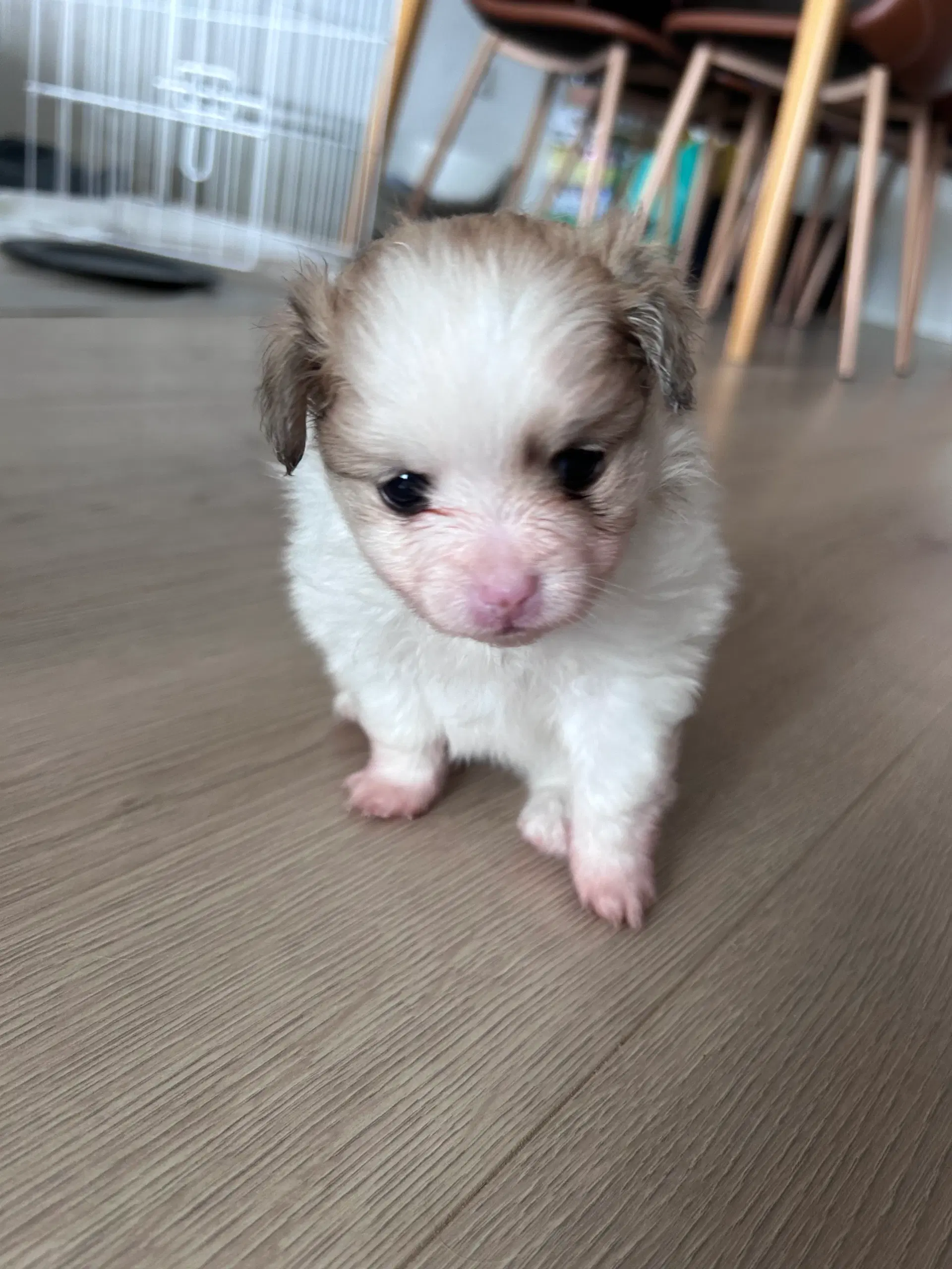 Papillon/pomeranian hvalpe søger ny familie