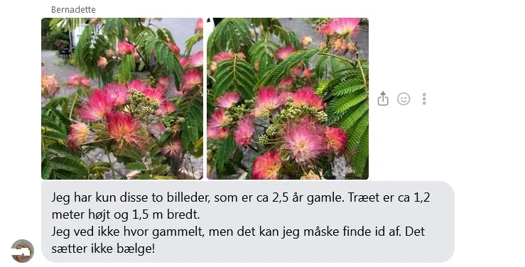 20 Sovende Silkerosentræ (Sjælden variant af Albiz