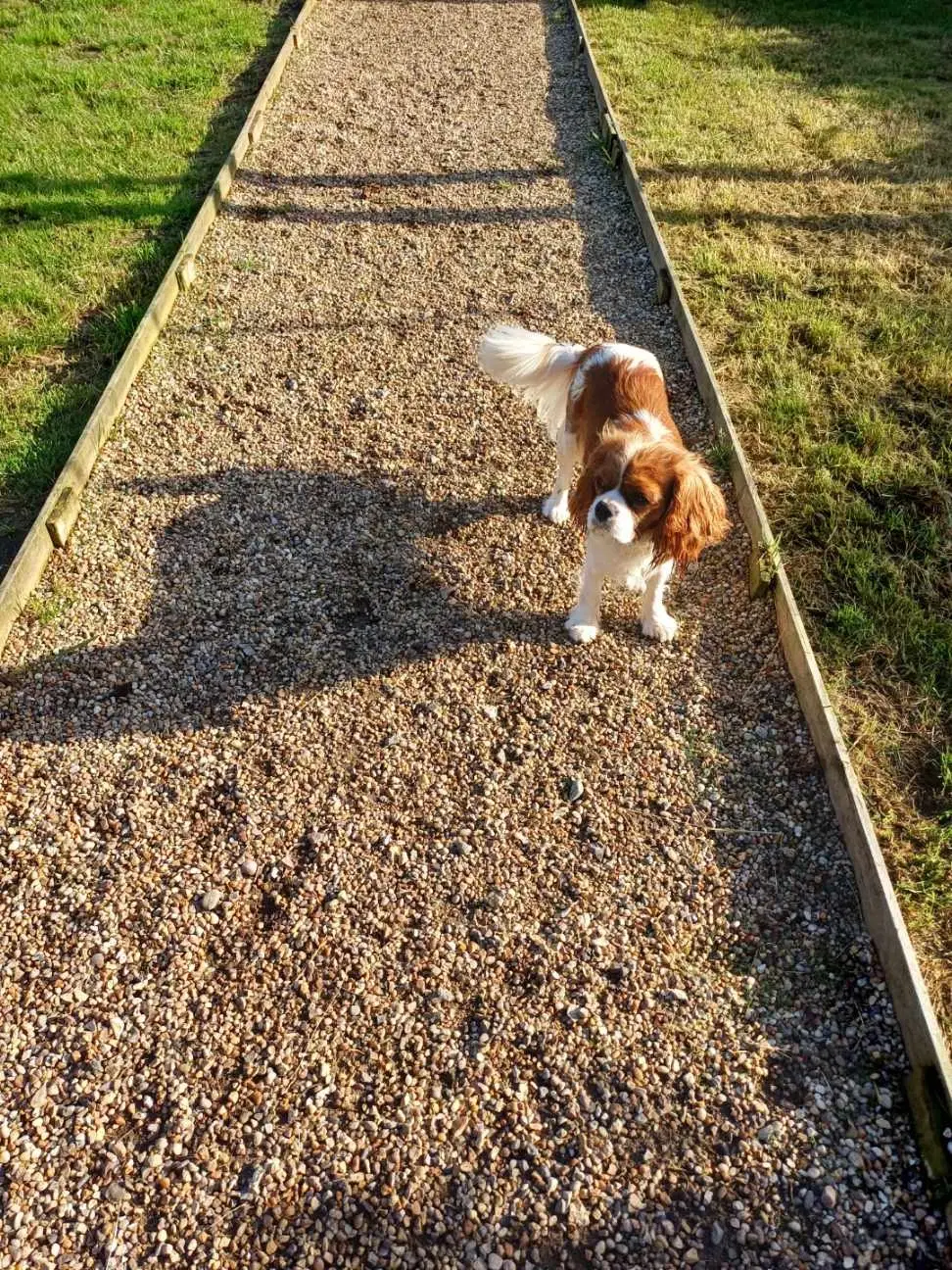 CAVALIER KING CHARLES SPANIEL PIGE SÆLGES