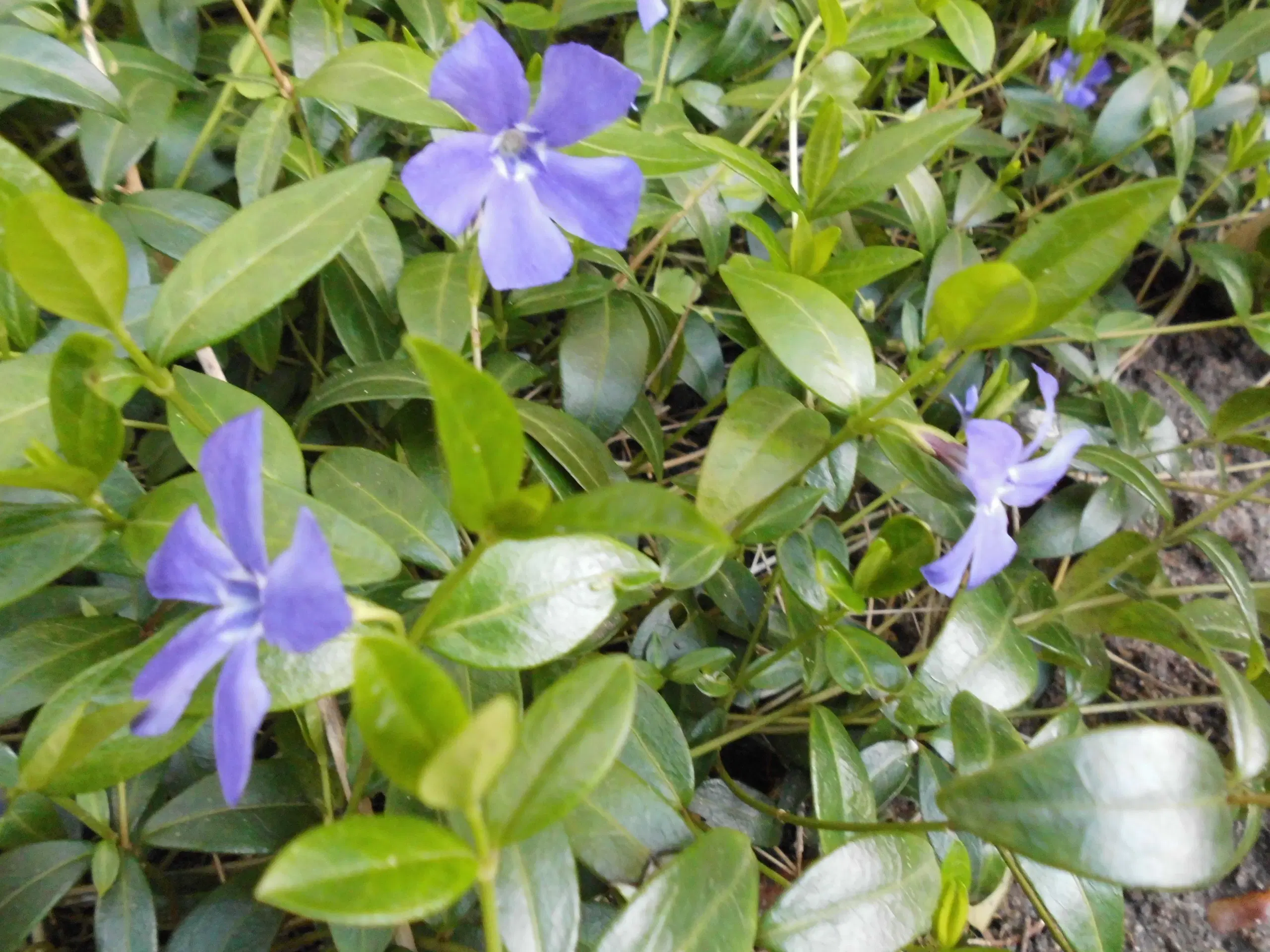 Bunddække Vinca