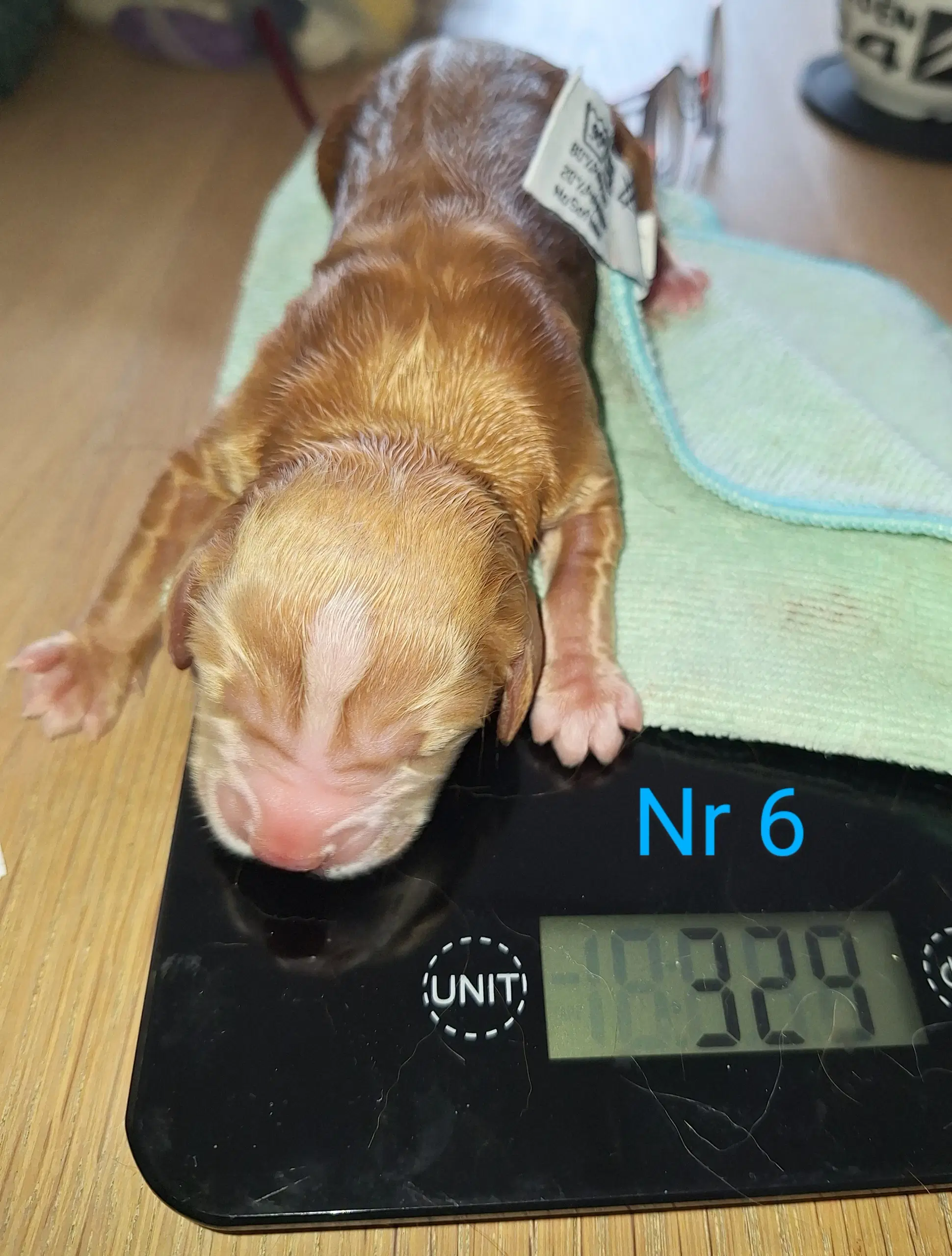 cocker spaniel Hvalpe forventes