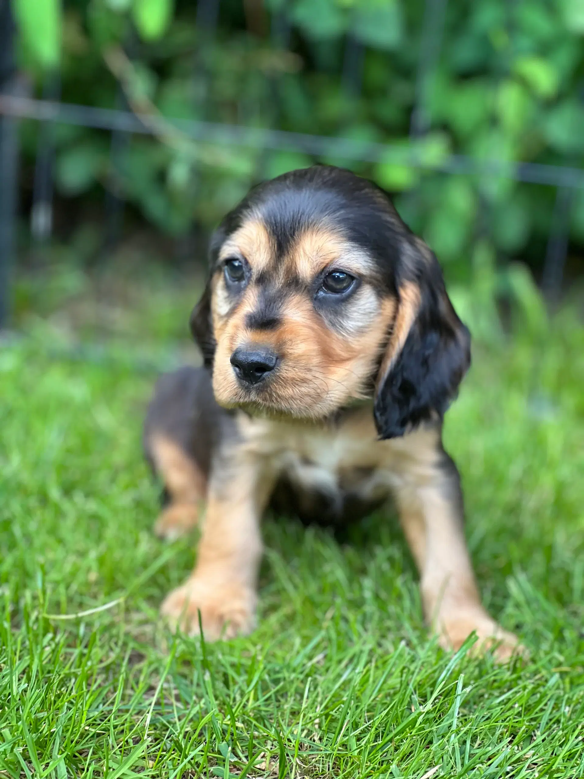 Cocker spaniel