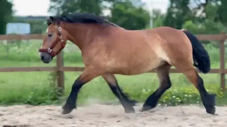 Skøn konehest eller handicapemne