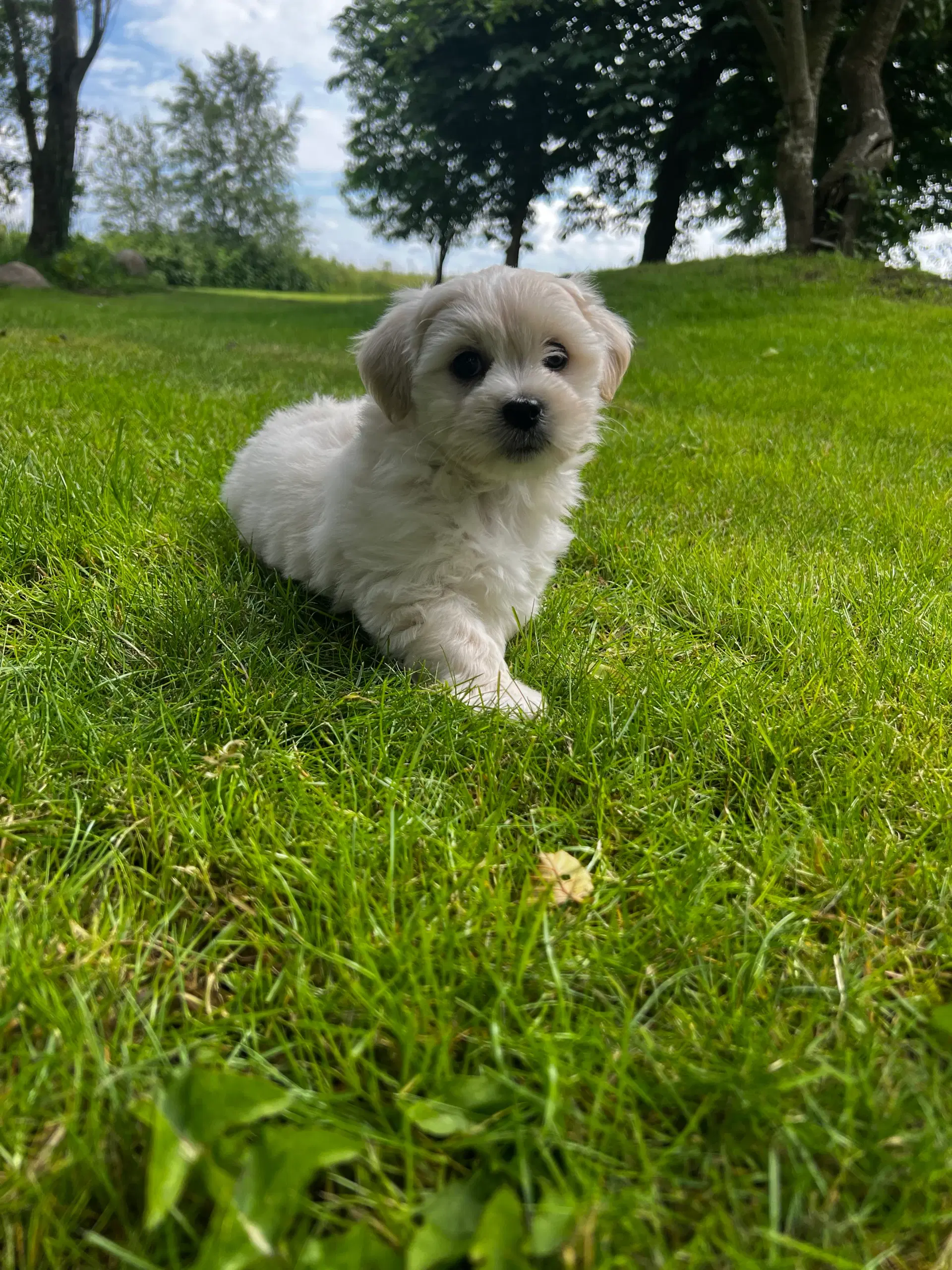 Coton de tulear / shih tzu