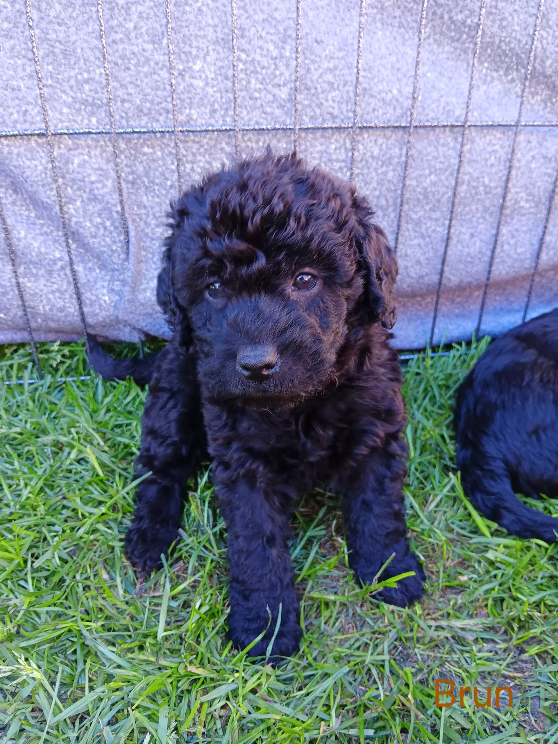 Skønne Labradoodle F1B hvalpe