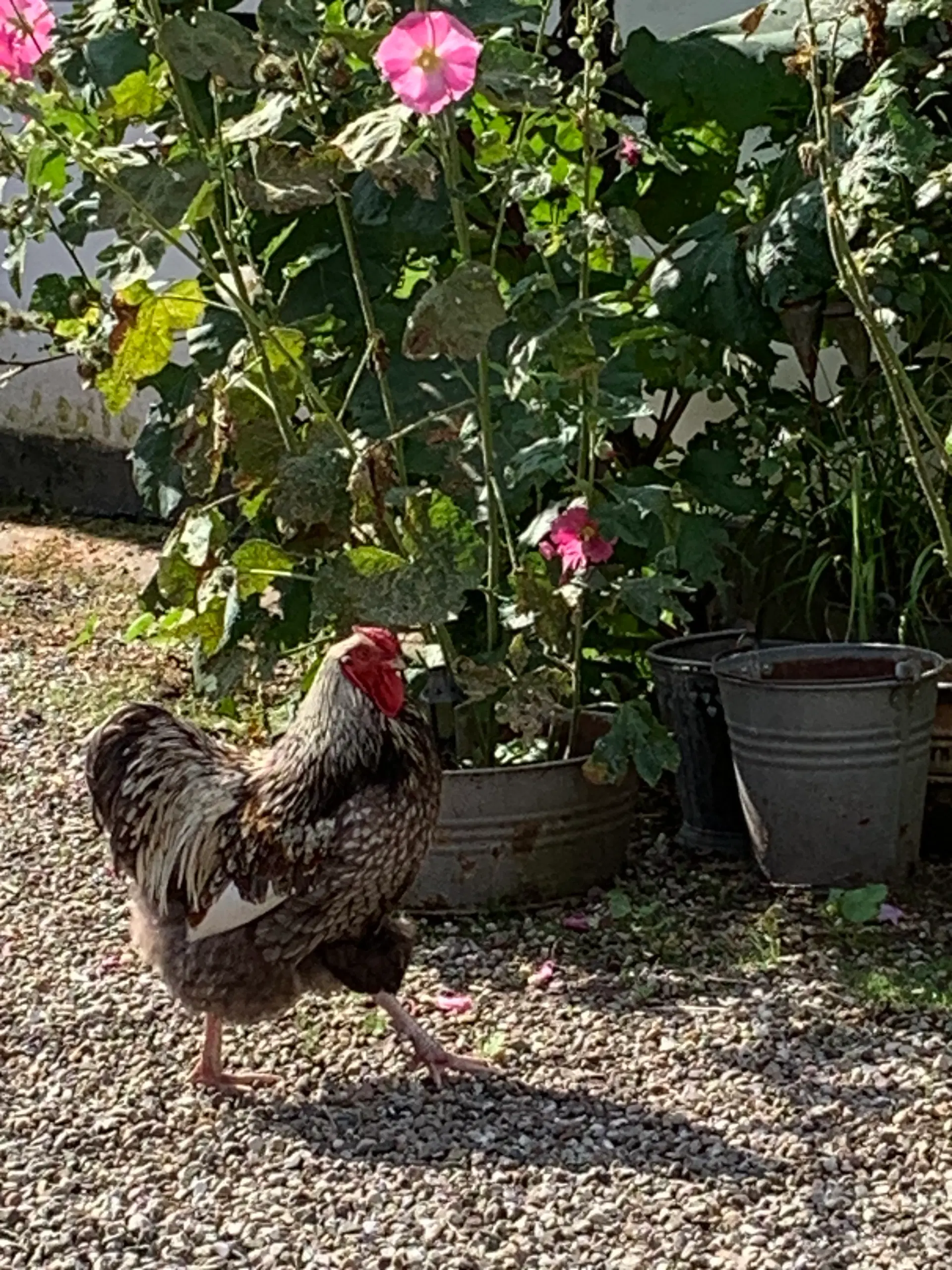 Flot og skikkelig Hane