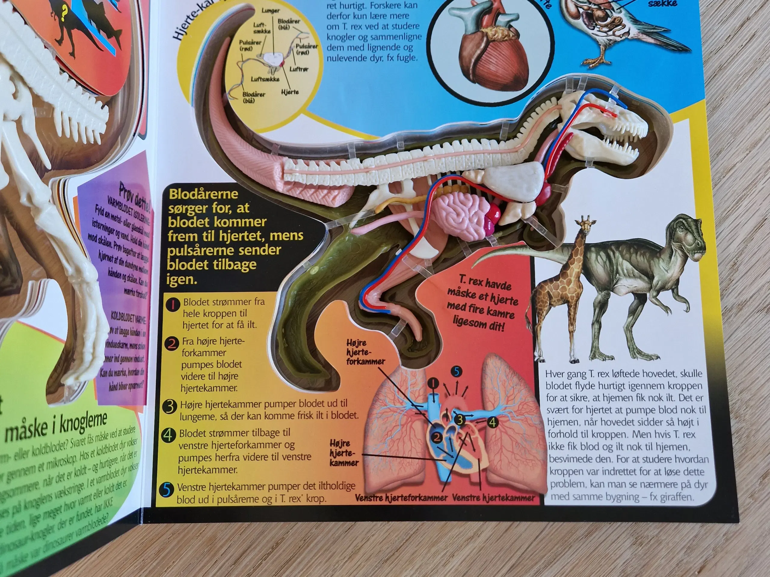 Bog: Gå på opdagelse i en T Rex