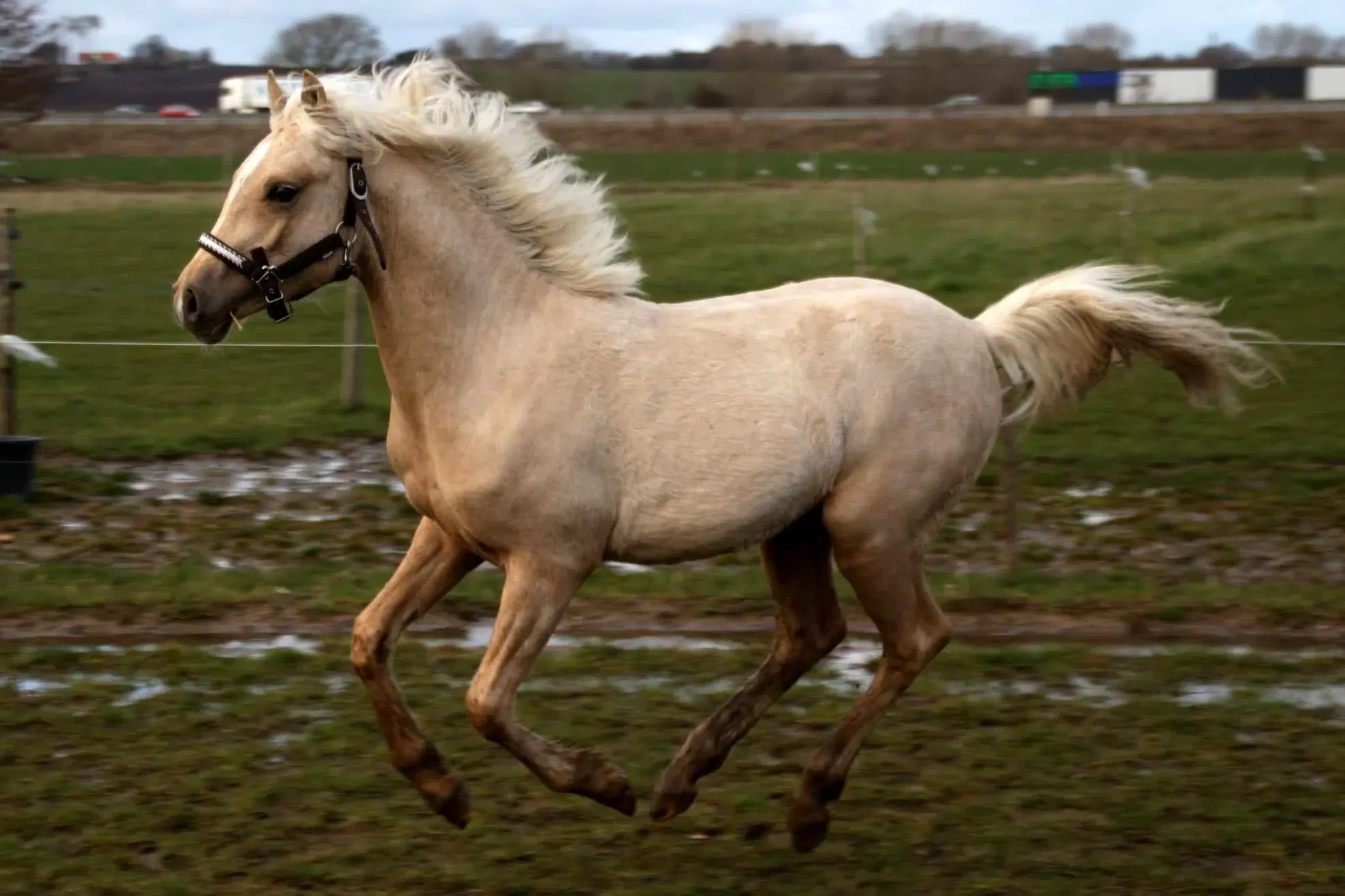 Smuk Pony Welsh Partbred 1 år 130 cm