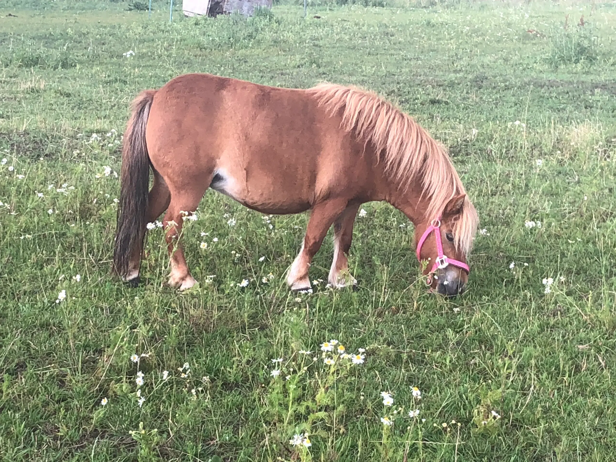 Selvskabs pony