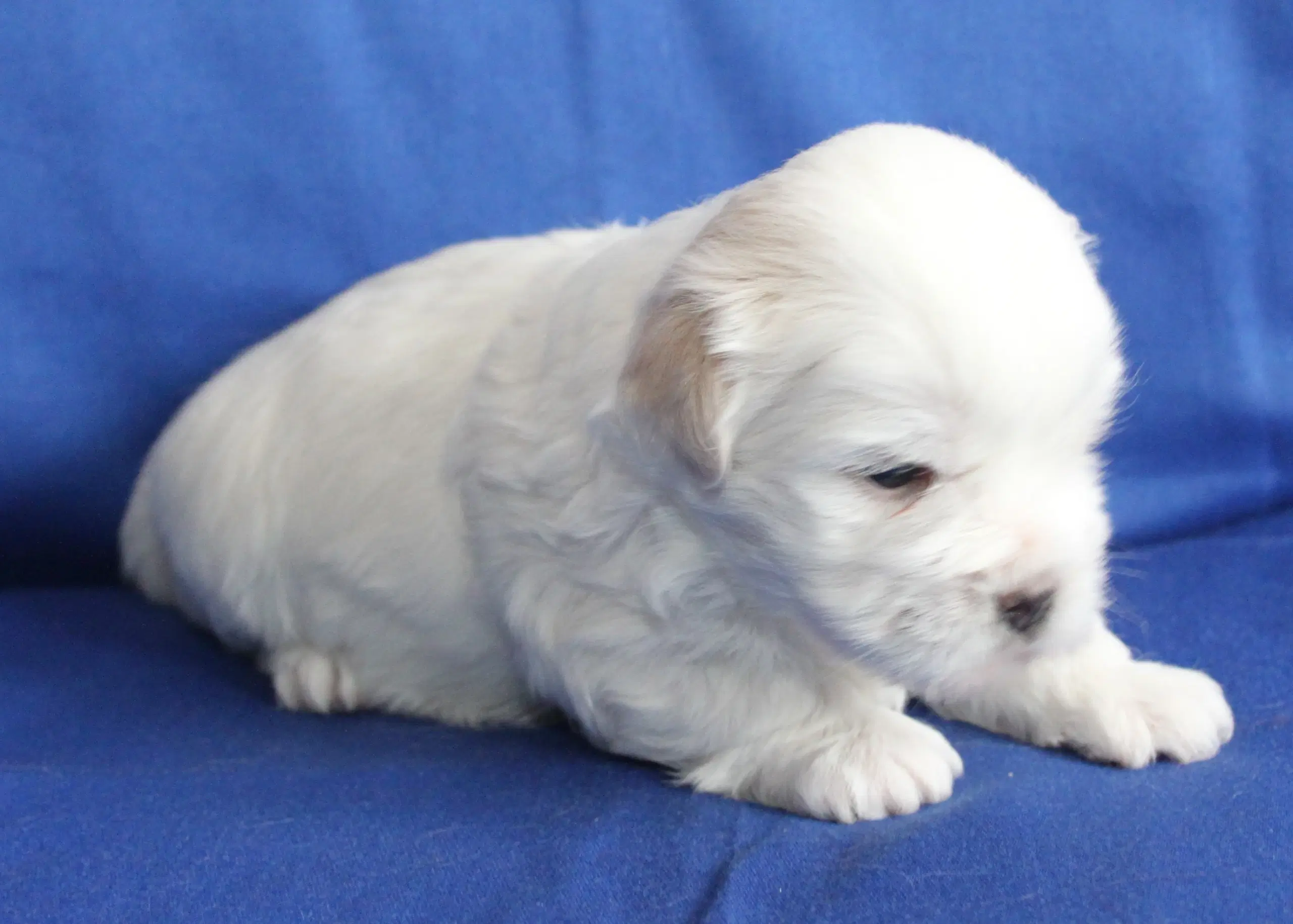 Coton De Tulear hvalpe ( Bomulds hvalpe)