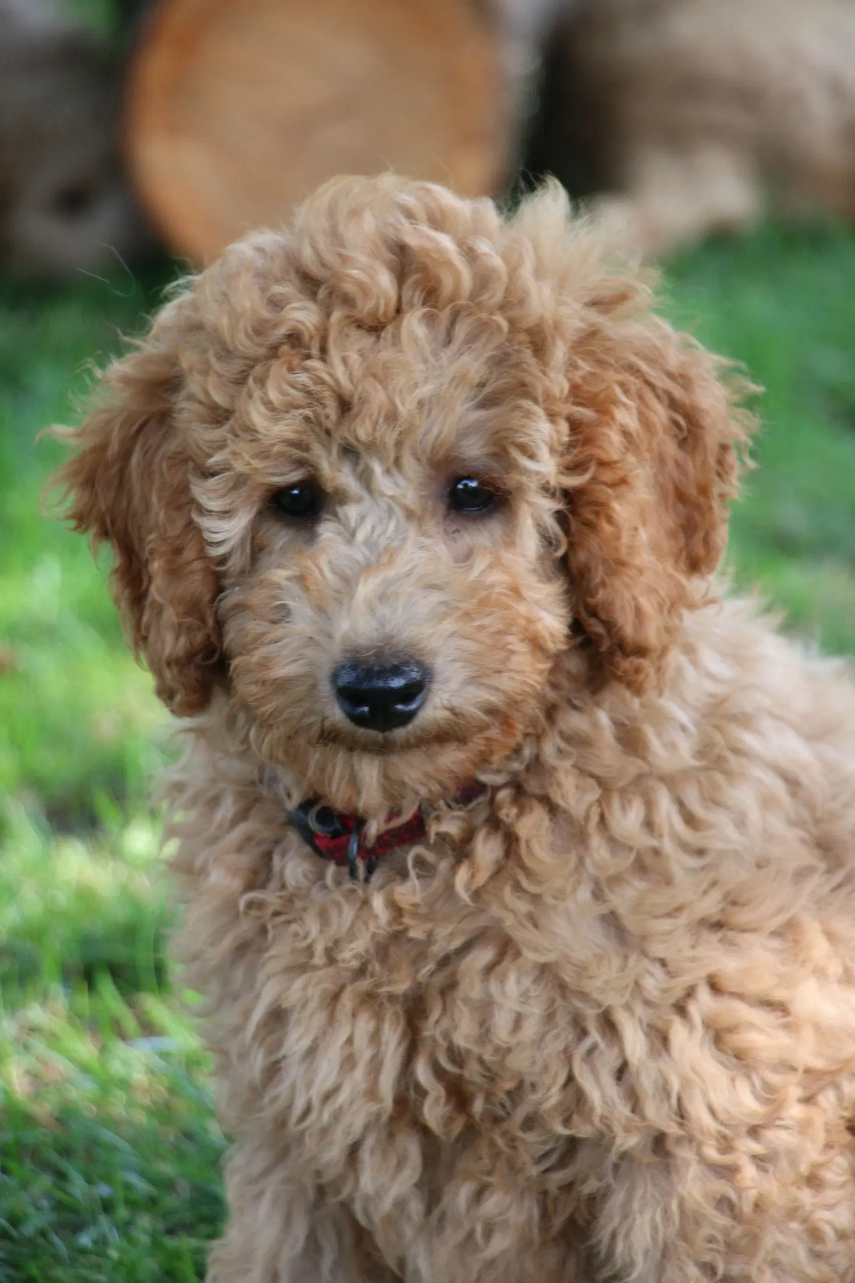 Goldendoodle Doodledoodle Cavapoo