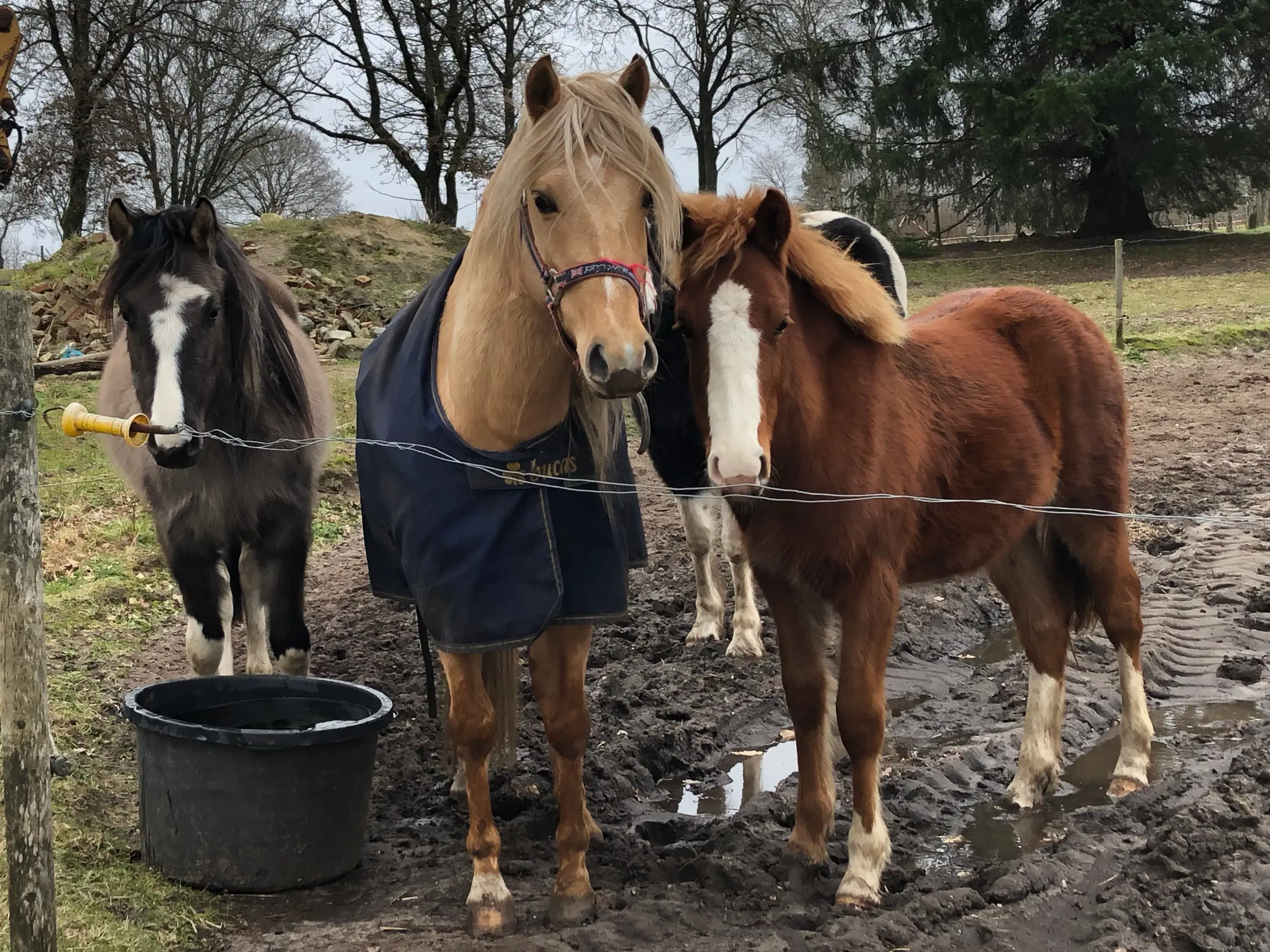 Pony kat 1 føl / plag