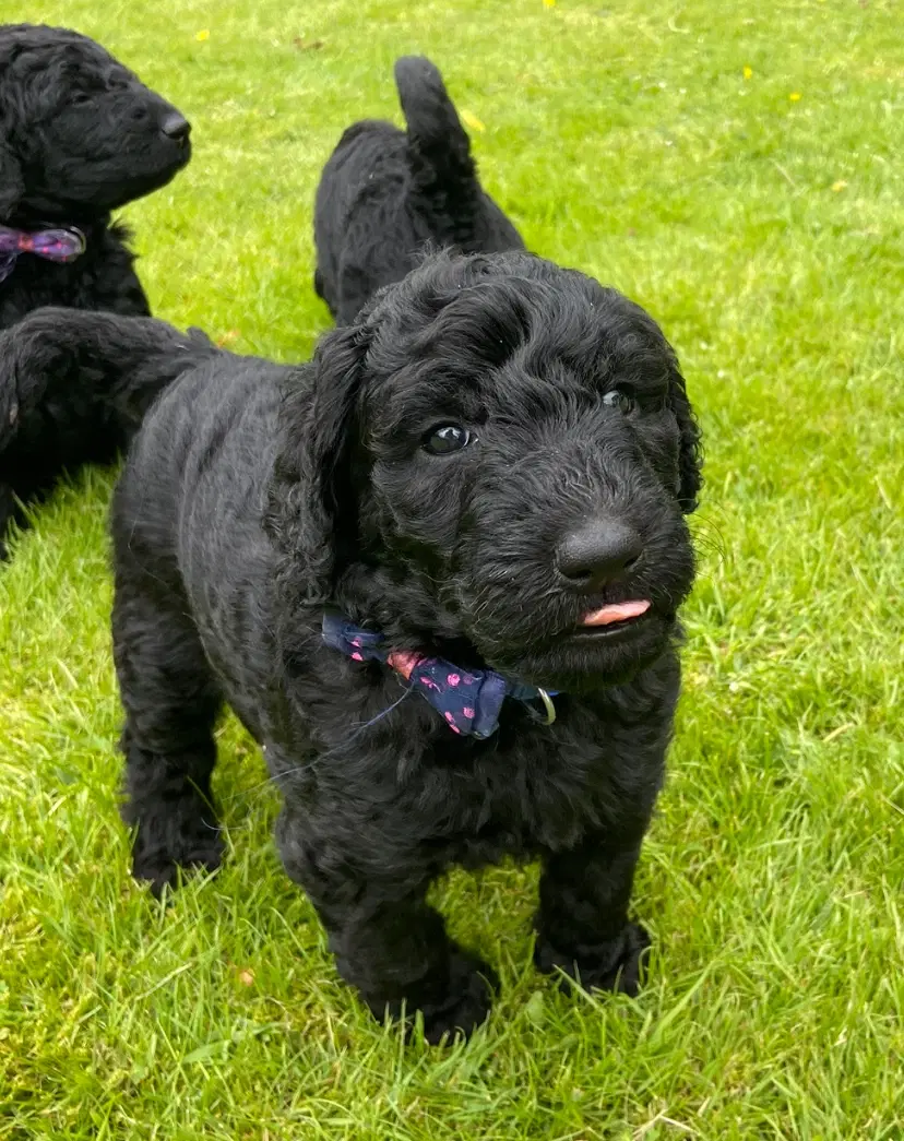 Labradoodle hvalpe