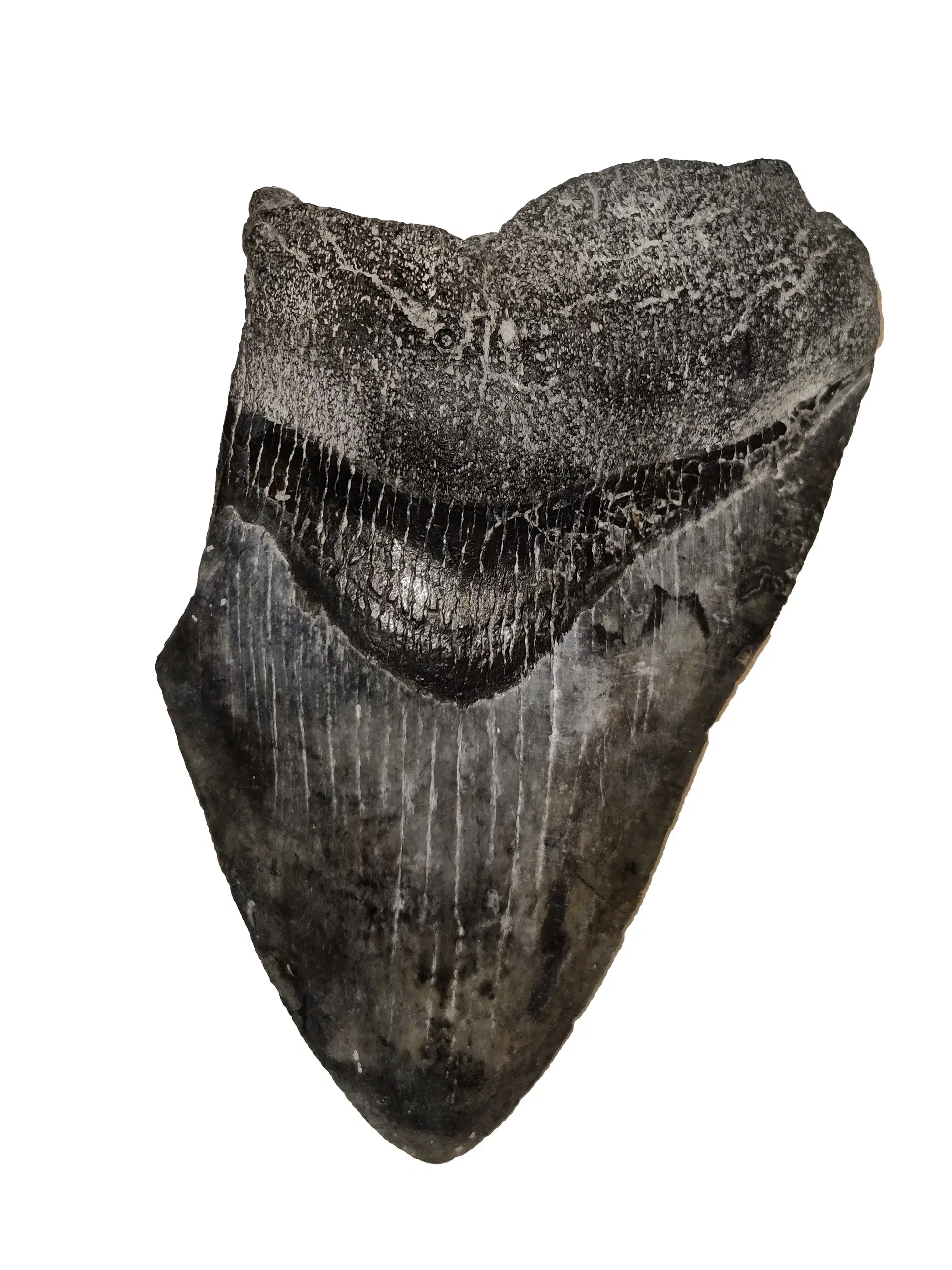 Megalodon tand 10 cm