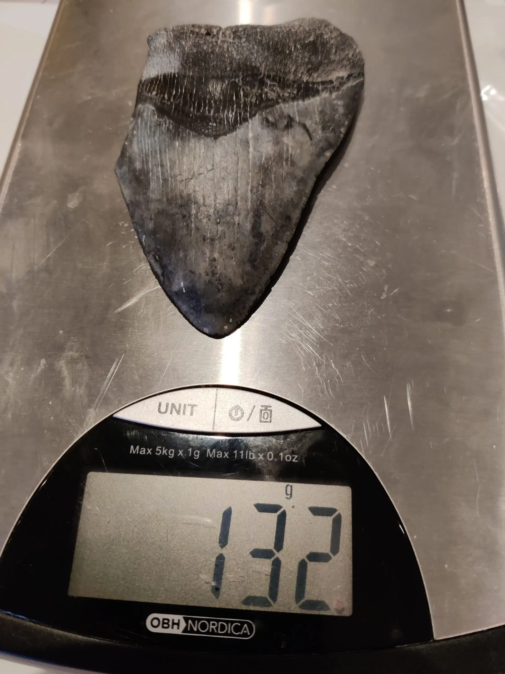 Megalodon tand 10 cm